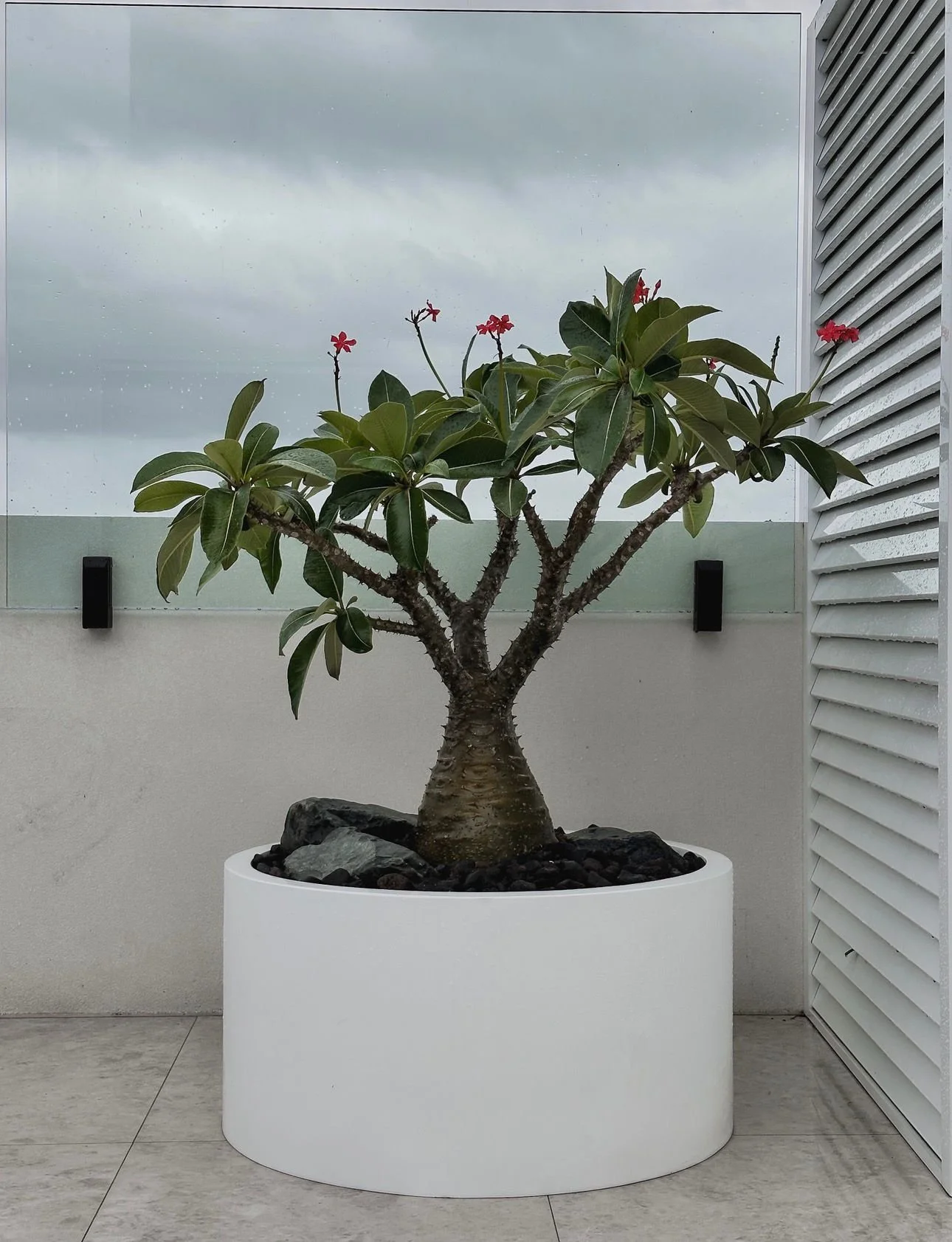 Pachypodium baronii