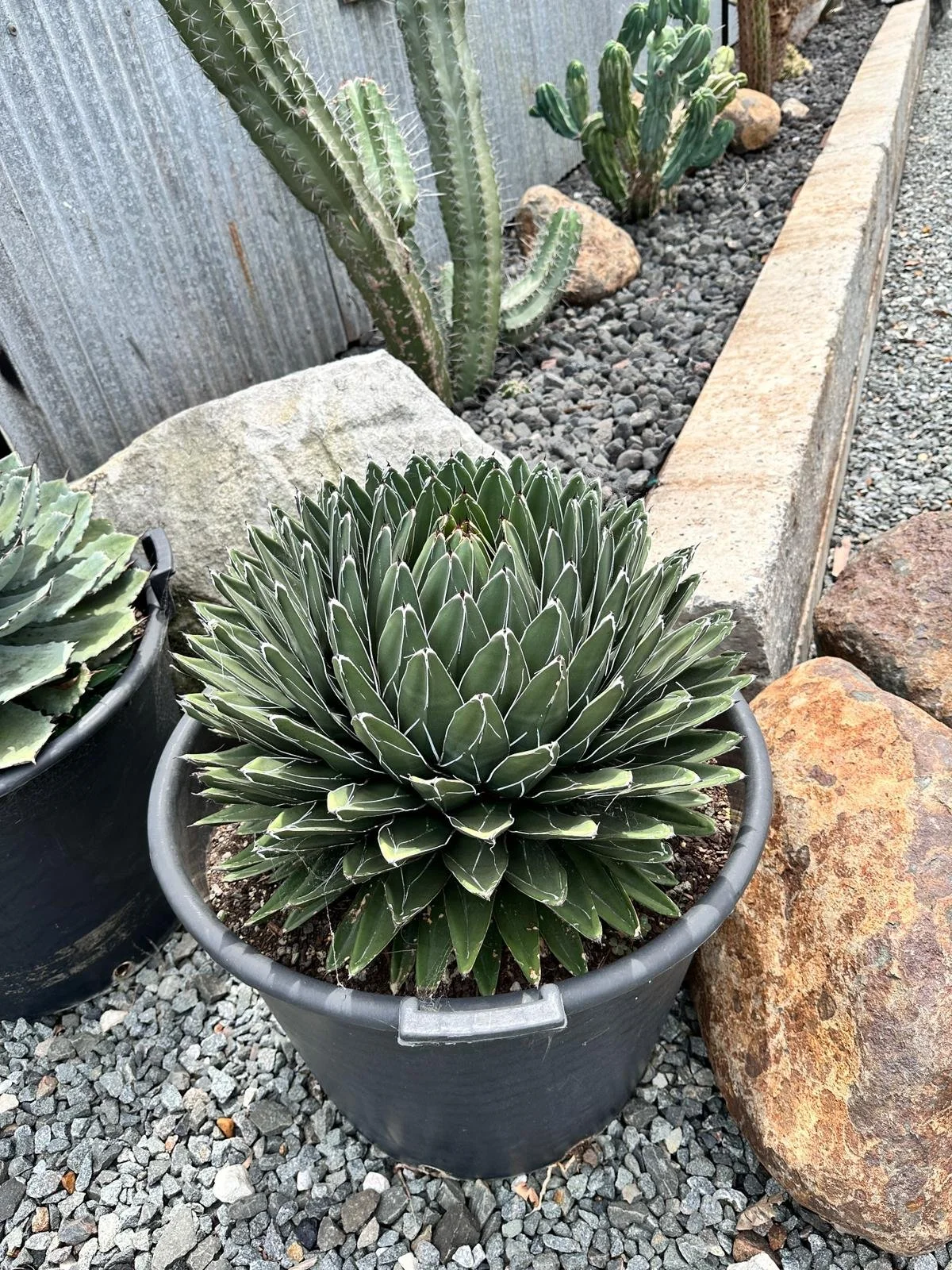 AGAVE QUEEN.jpeg