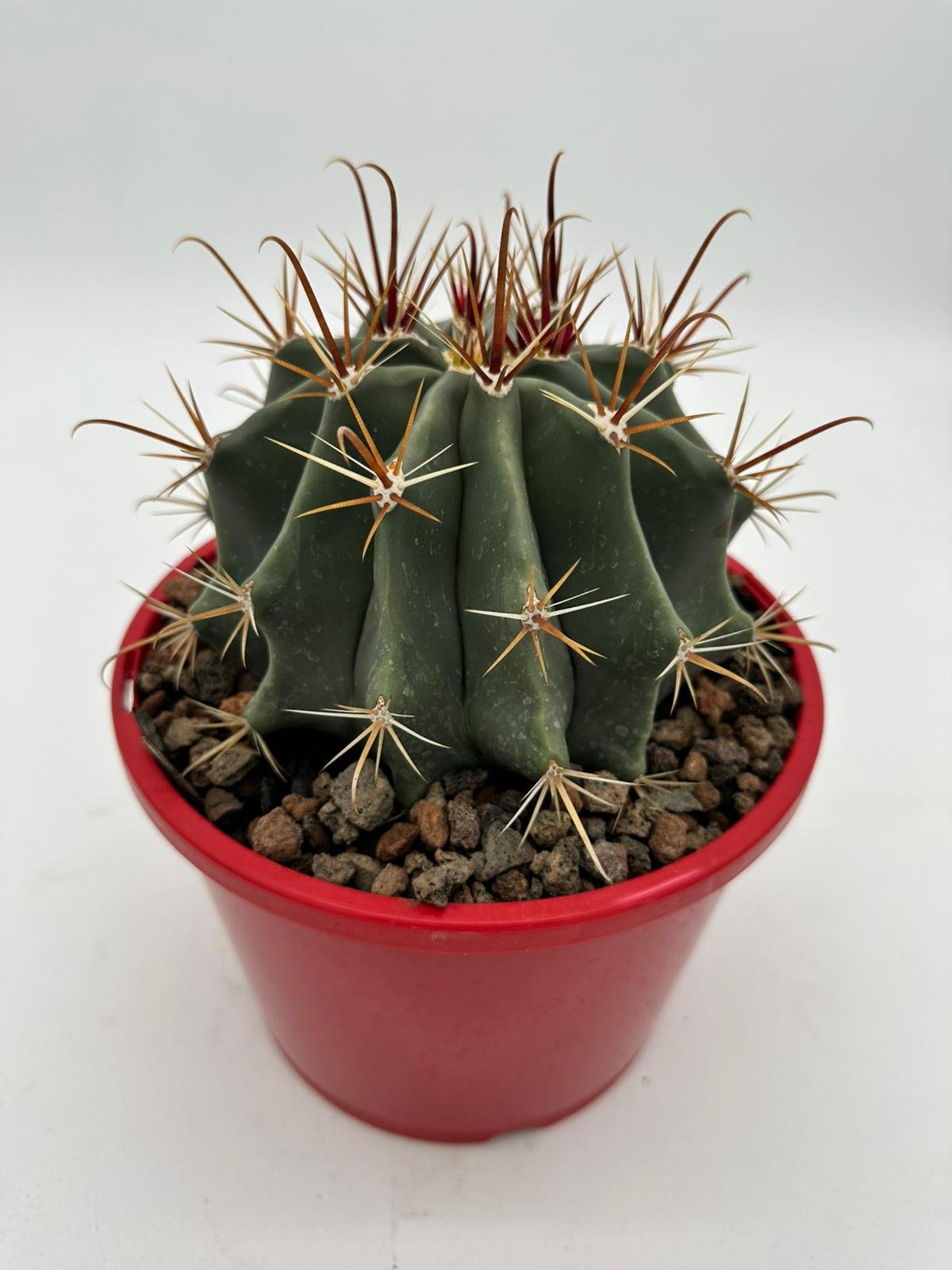 RED_FISH_HOOK_FERO_CACTUS.jpg