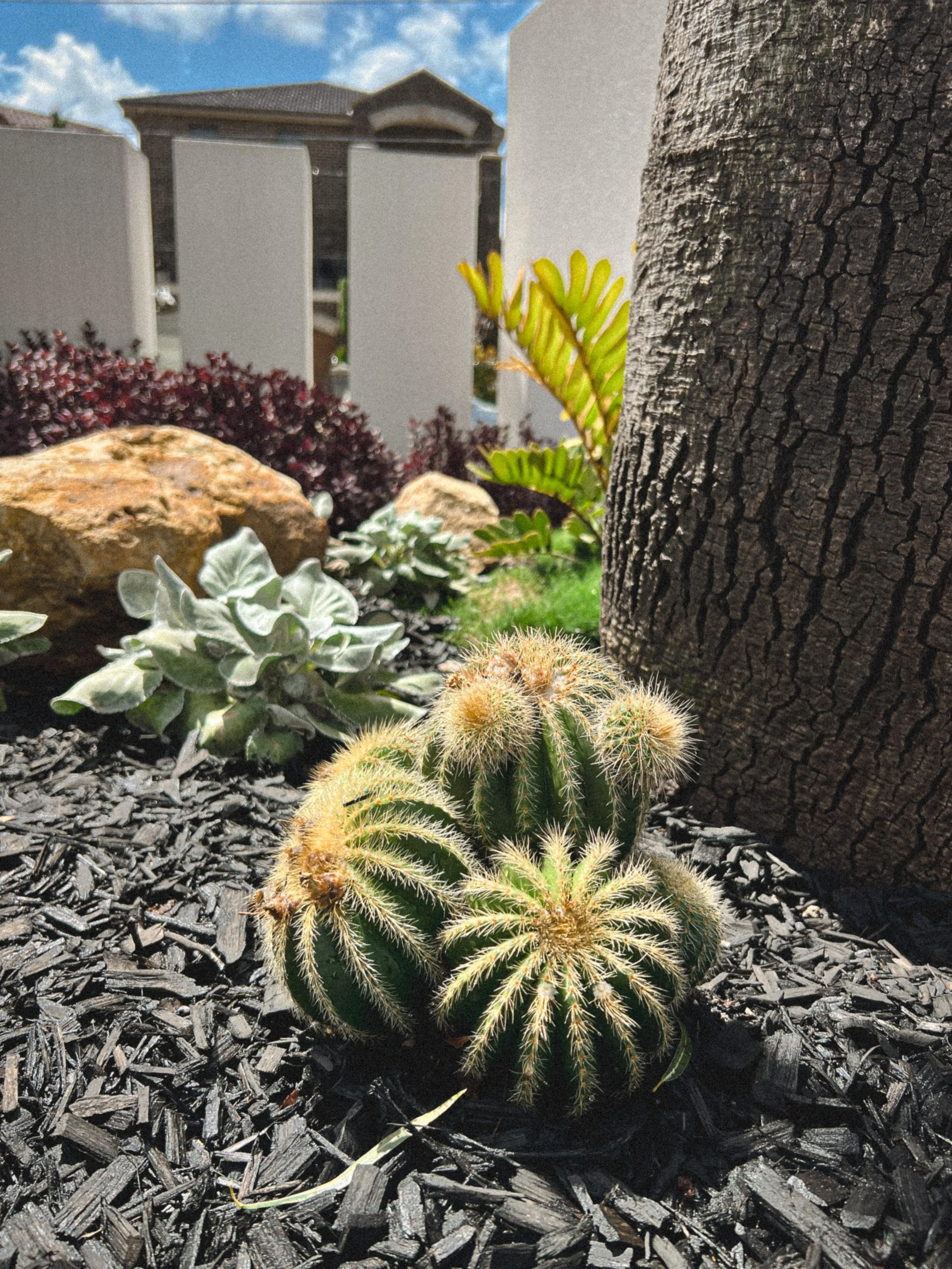 PARODIA_BALL_CACTUS.jpeg