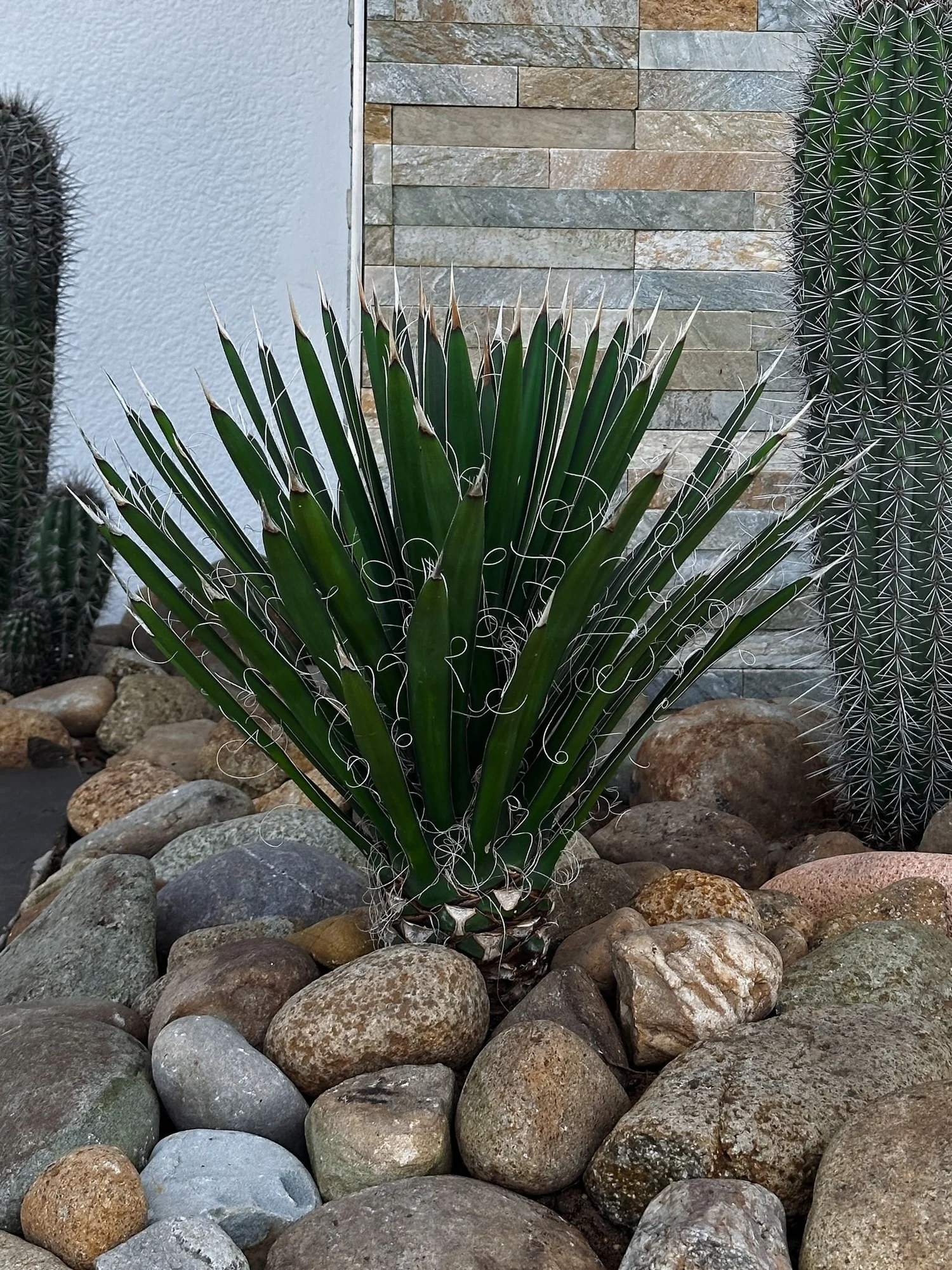 Yucca Filifera  Cactus Vision