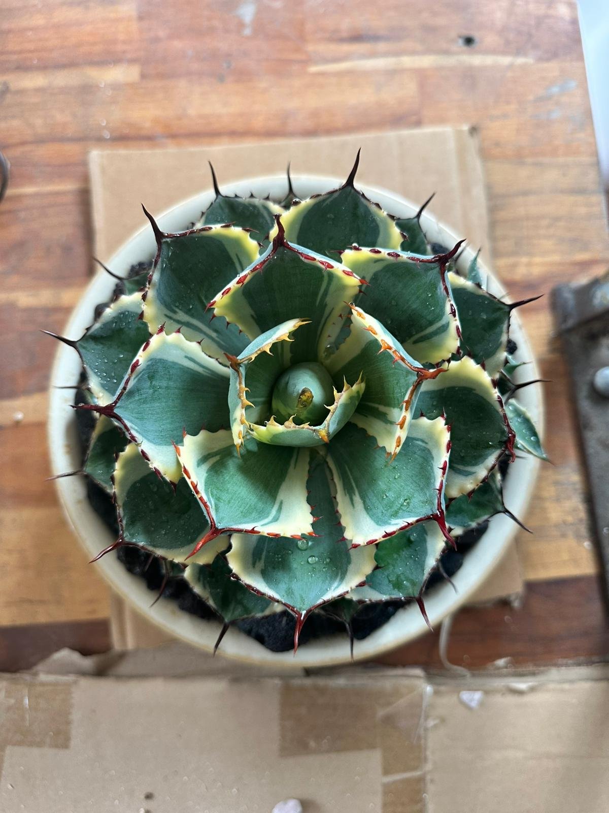 Agave Kichiokan/Kichijokan