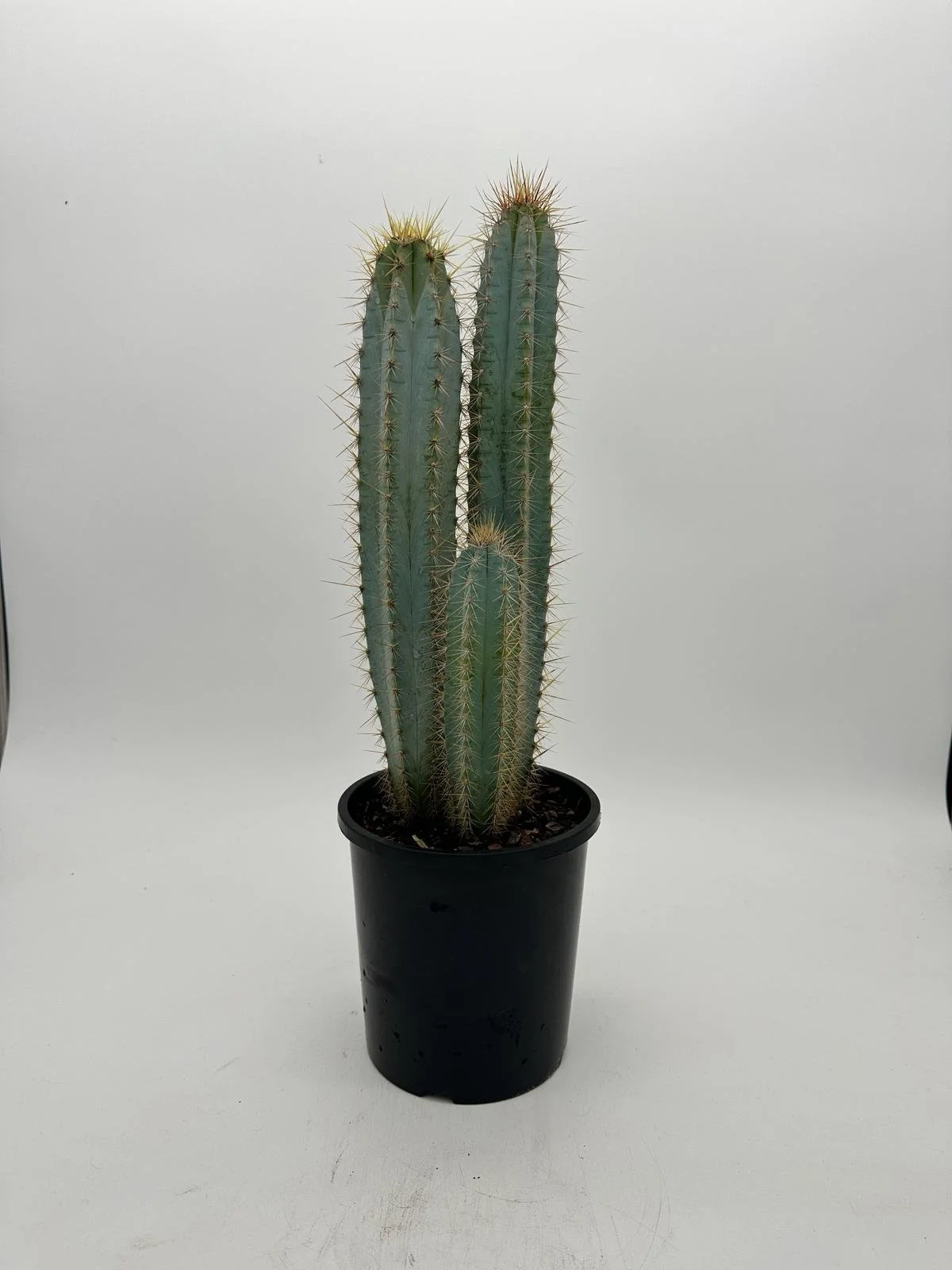 Naoramondia rosada_cactus vision_.jpeg