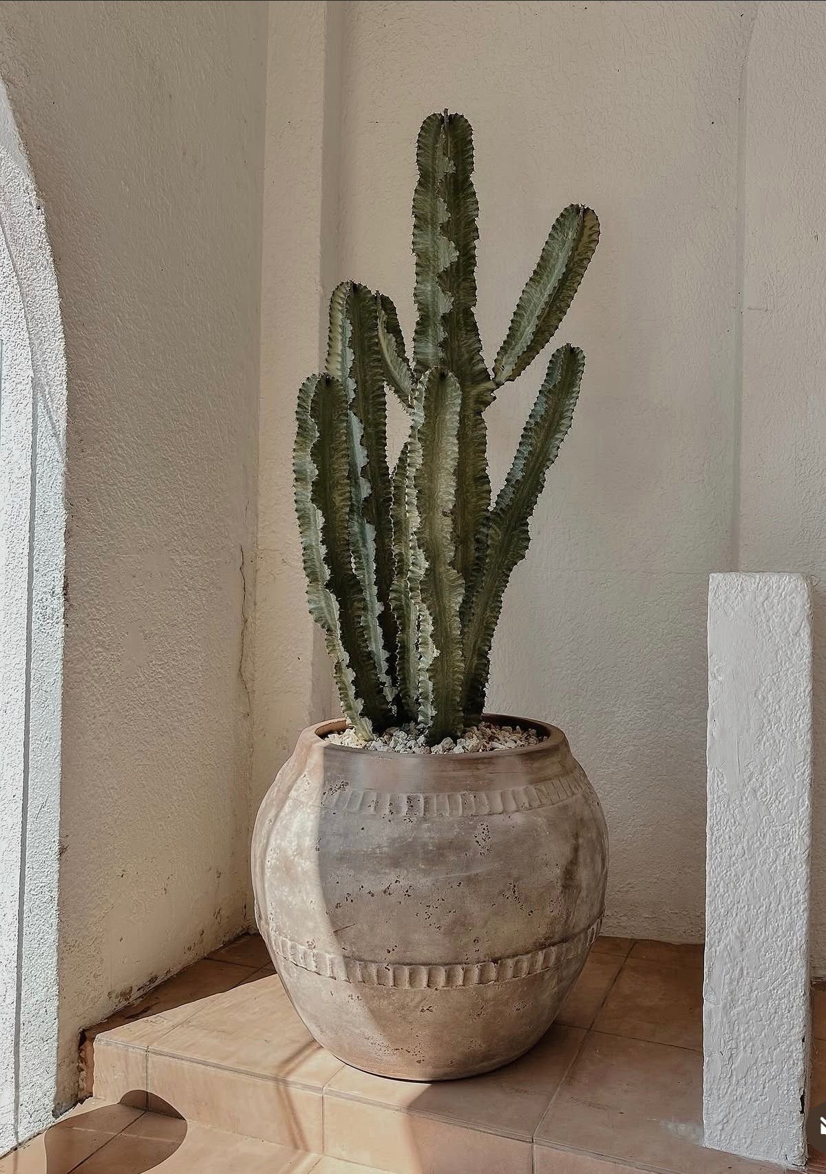 Euphorbia Ammak