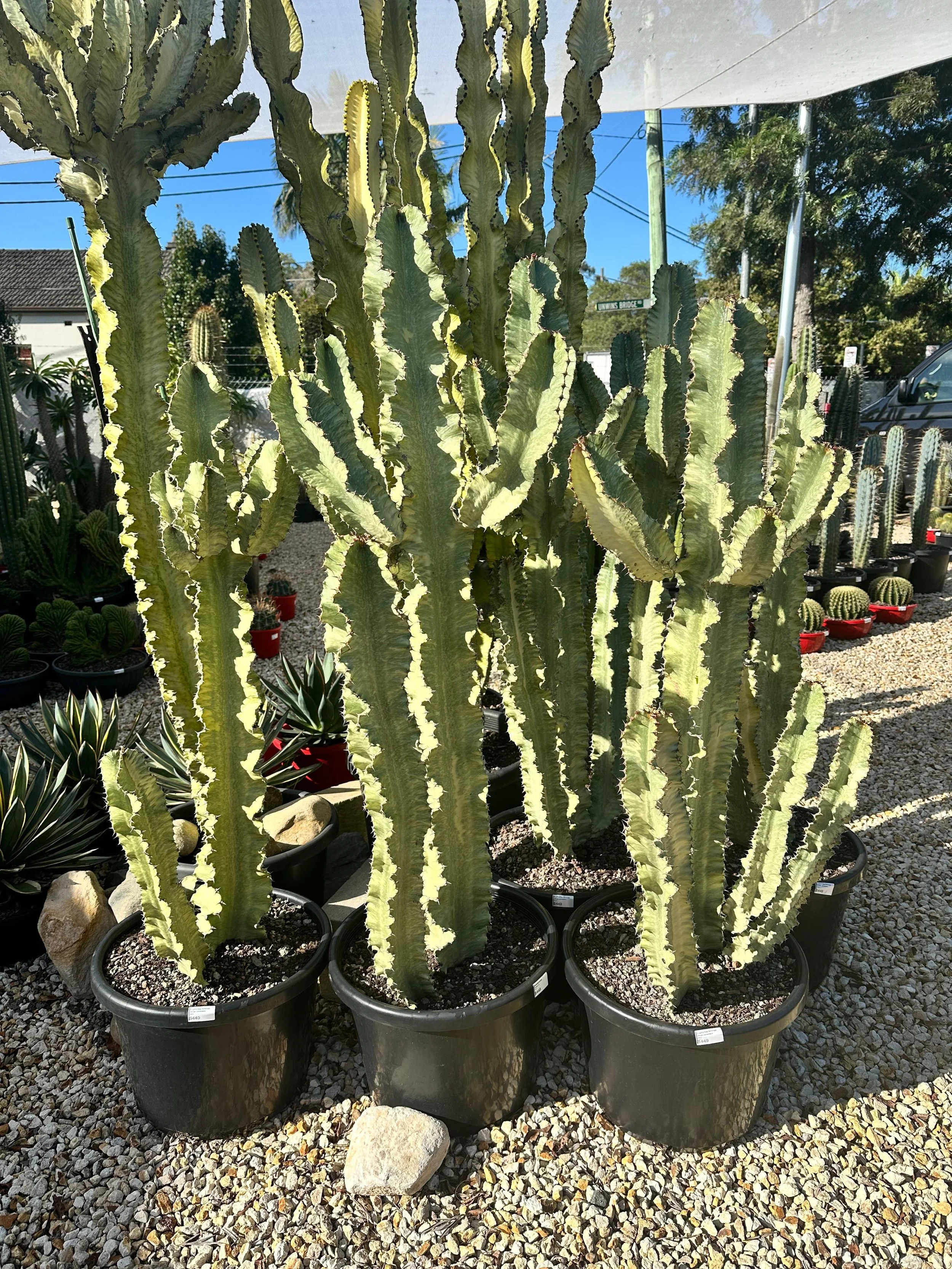Euphorbia_Ammak_cactus_vision_sydney.jpeg