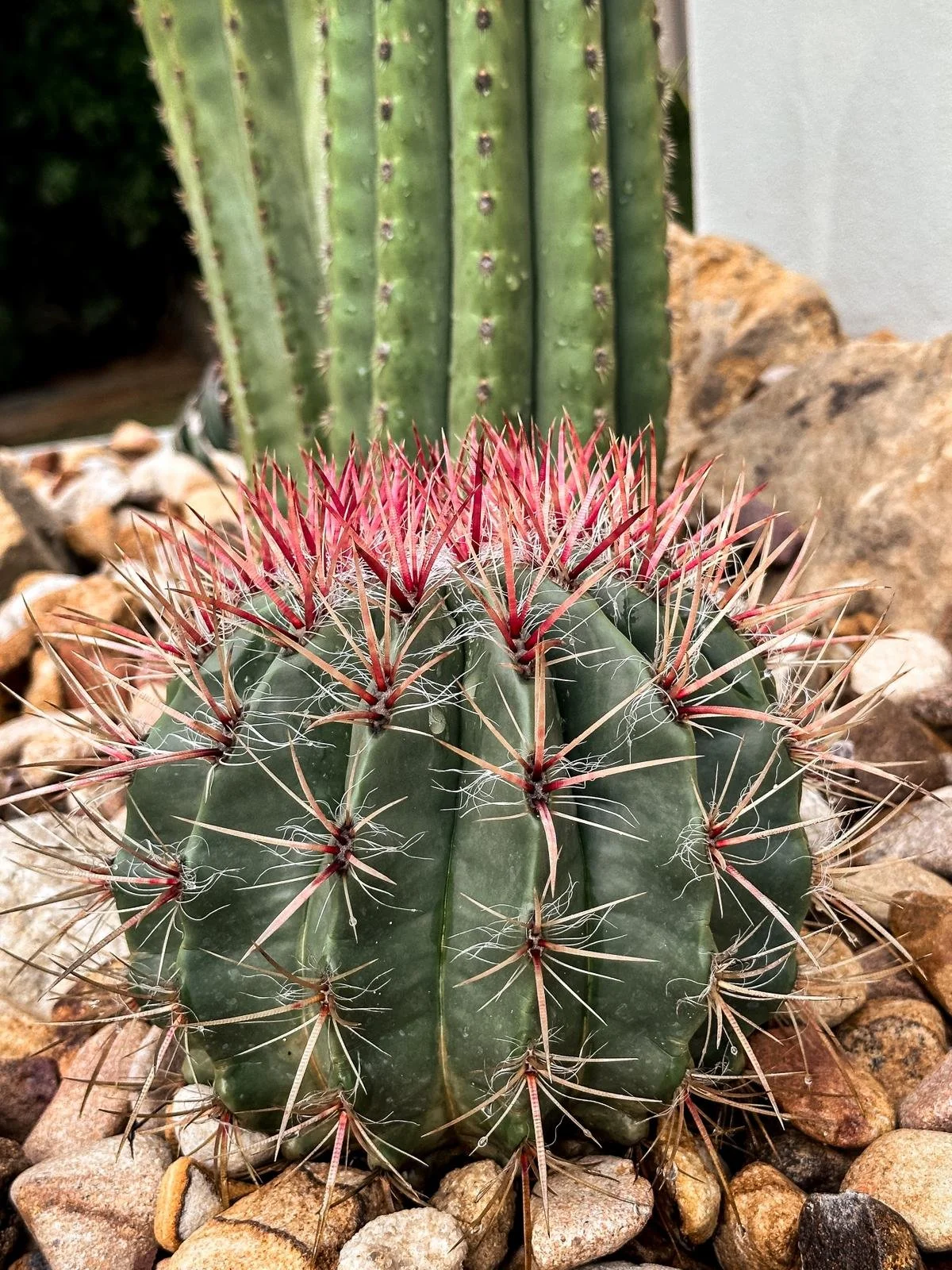 Ferocactus_stainesii var. pilosus_fire_barrel_cactus_vision.jpeg