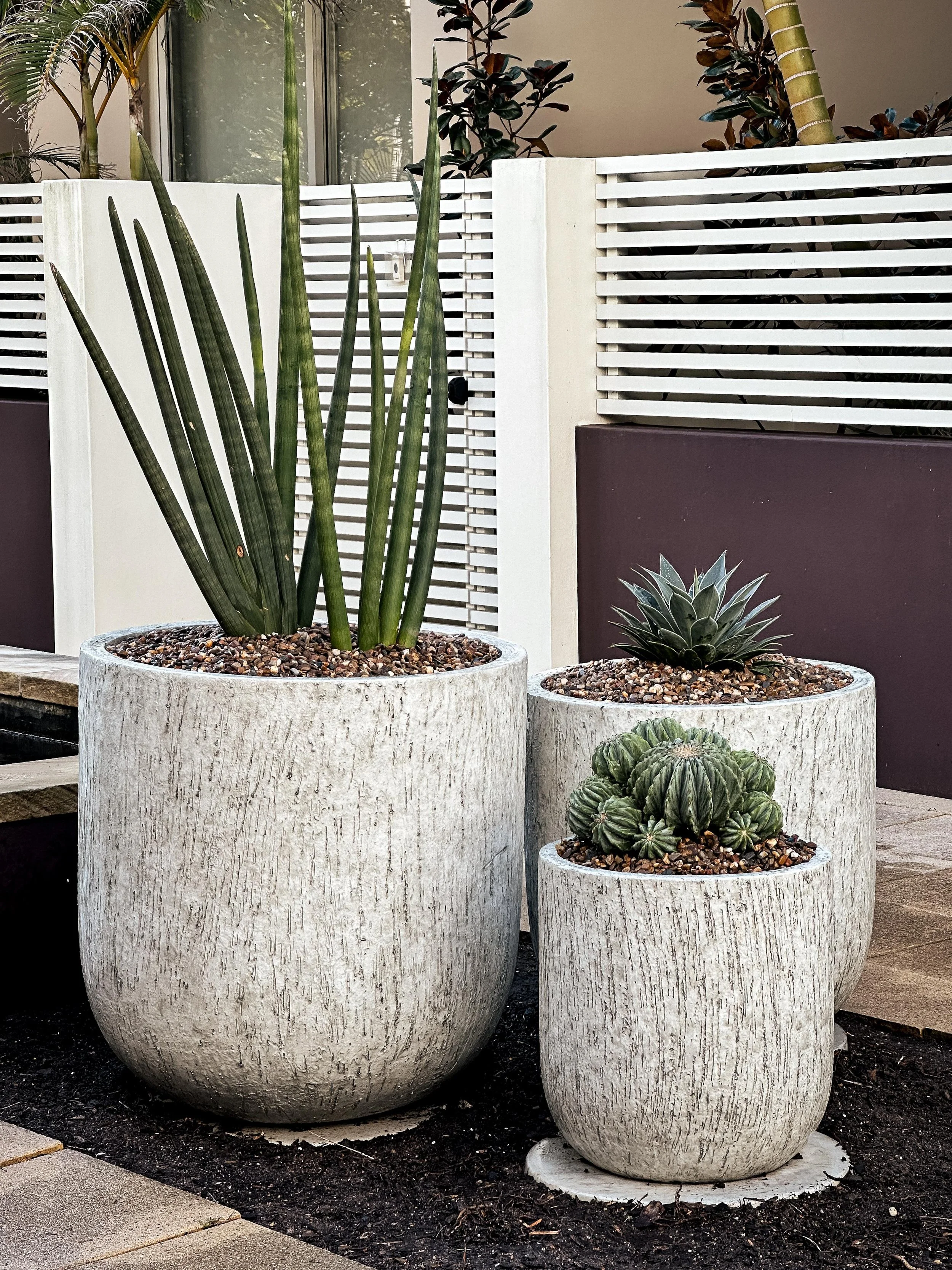 spinless blue barrel_cactus_vision_.jpeg