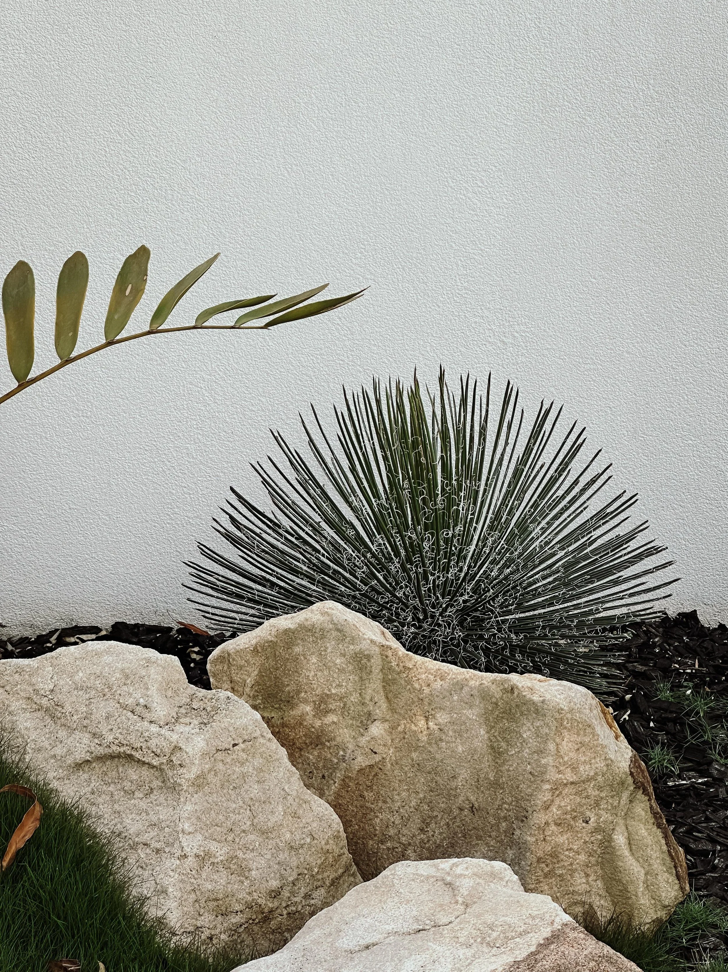 Twin Flowered Agave_AGAVE_GEMINIFLORA.jpeg