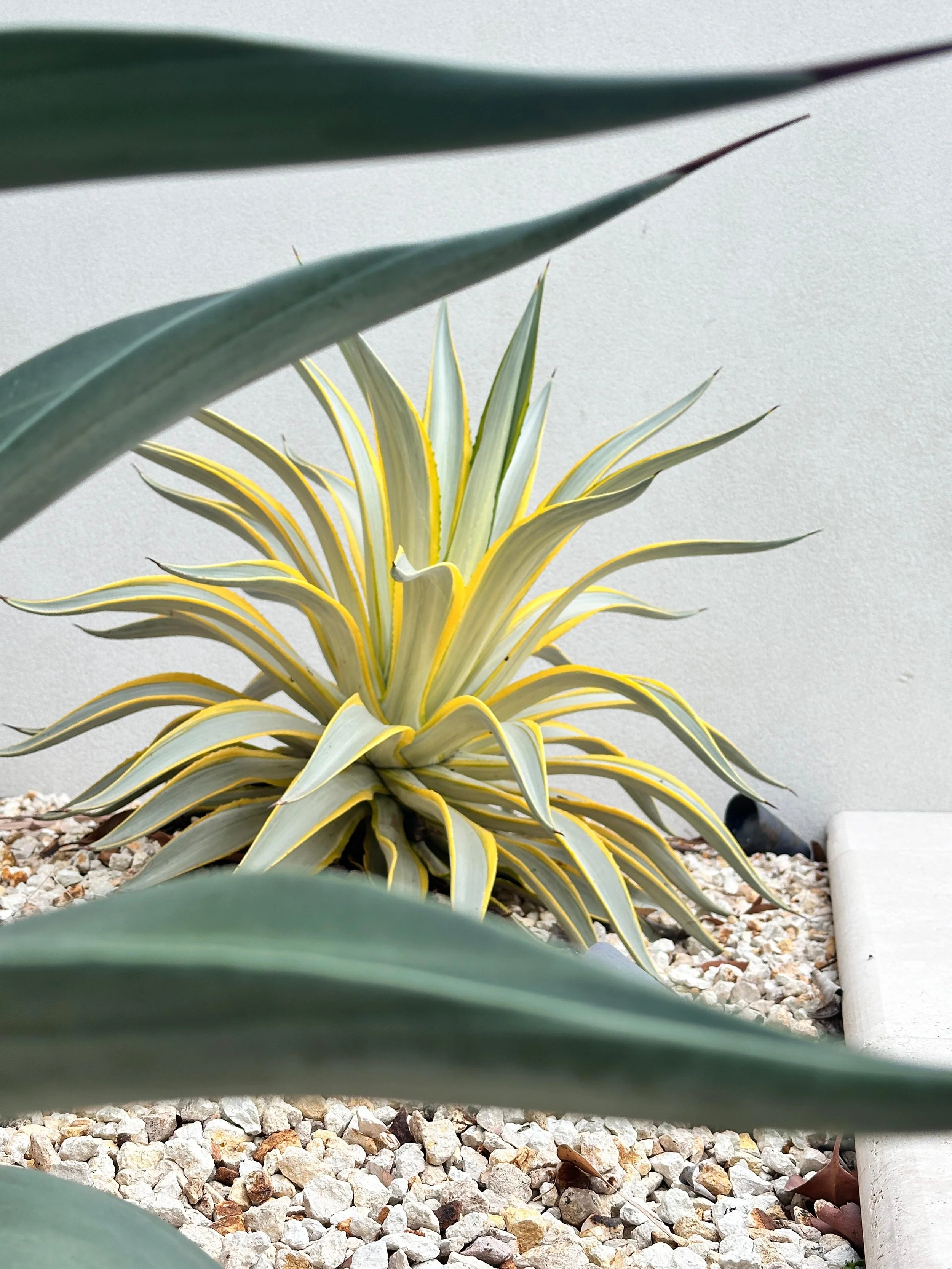Agave Galactic Traveler