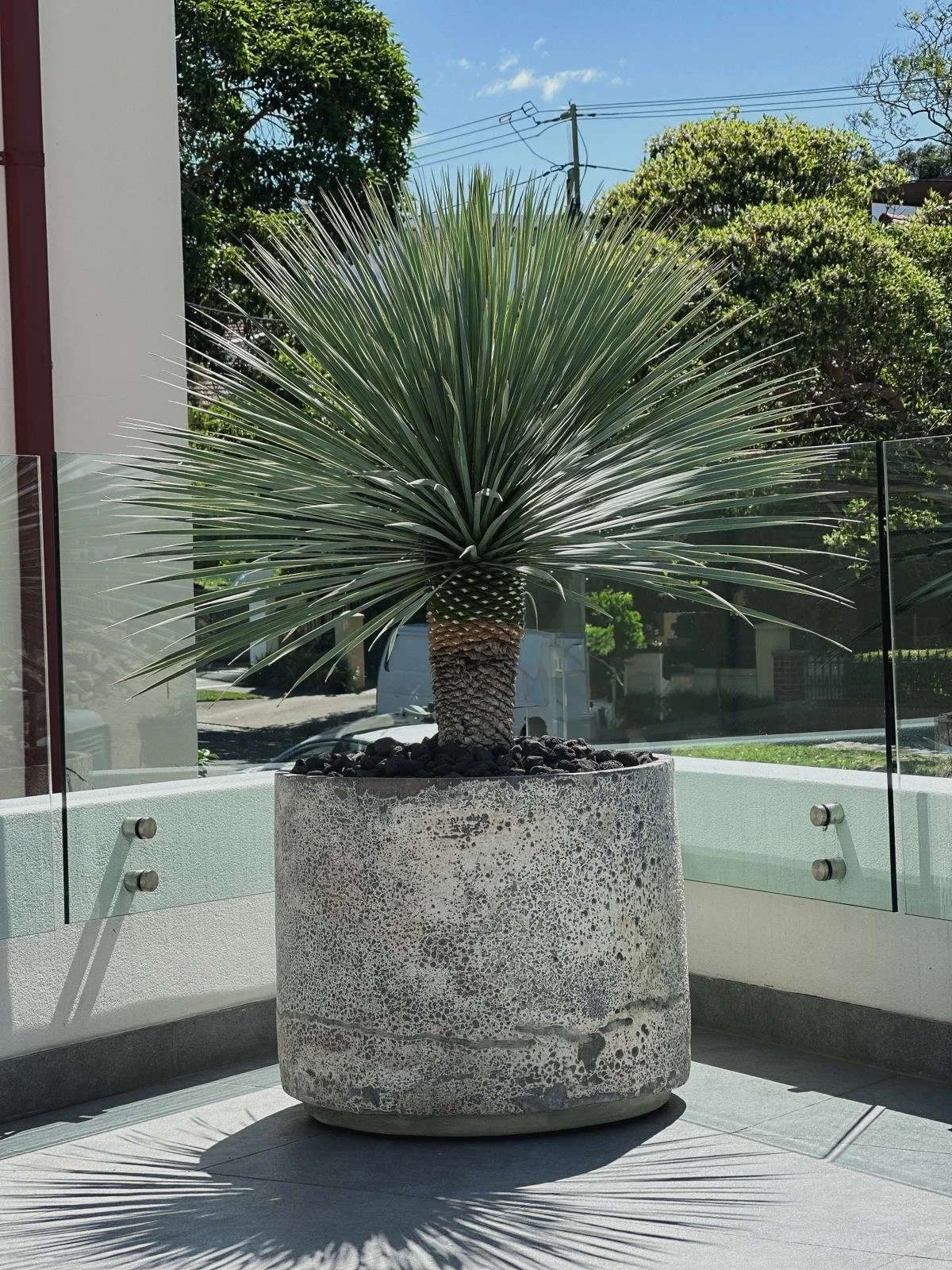 Yucca Rostrata