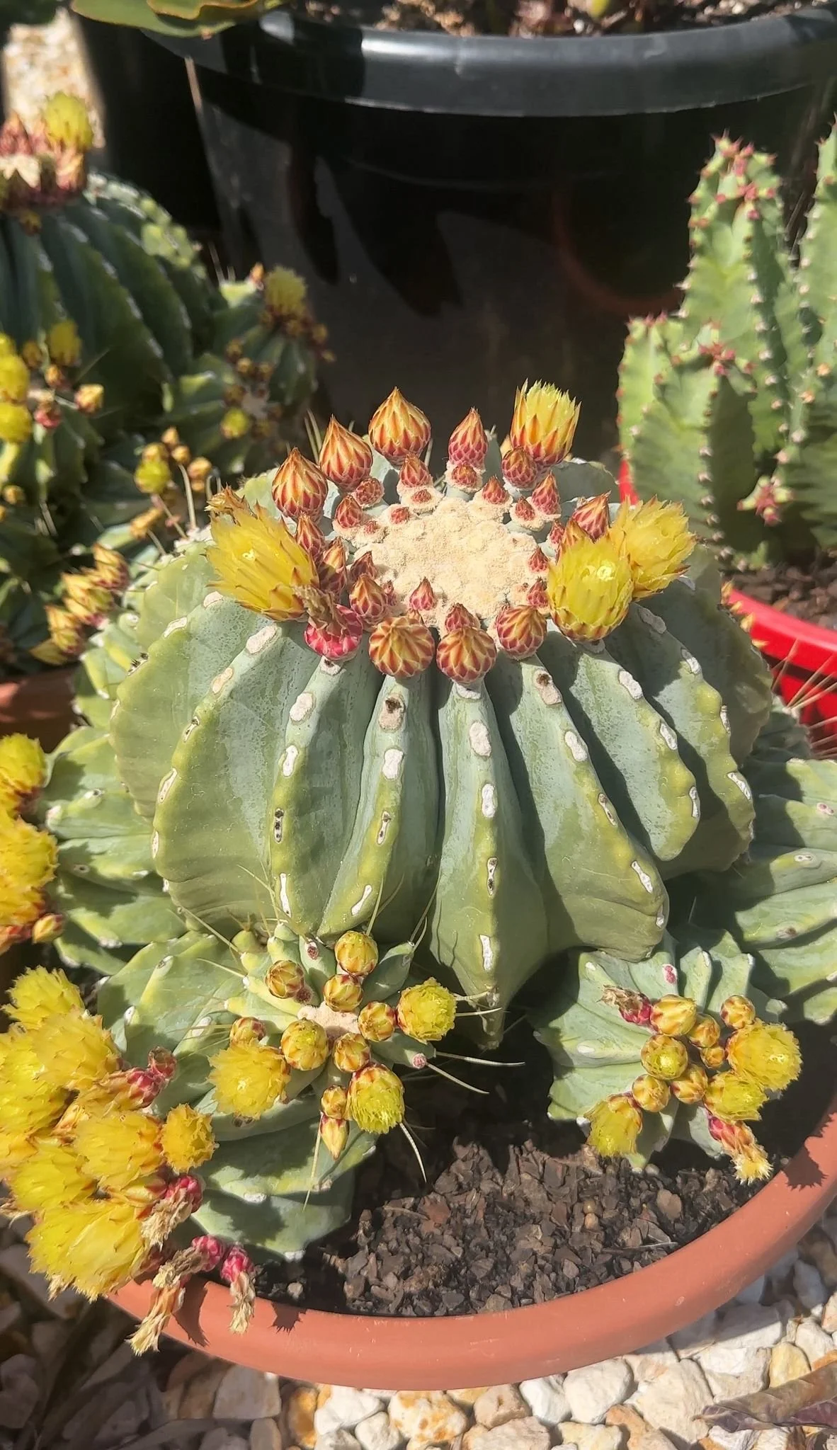 Spineless Blue Barrel (Ferocactus Glaucescenes var Inermis)