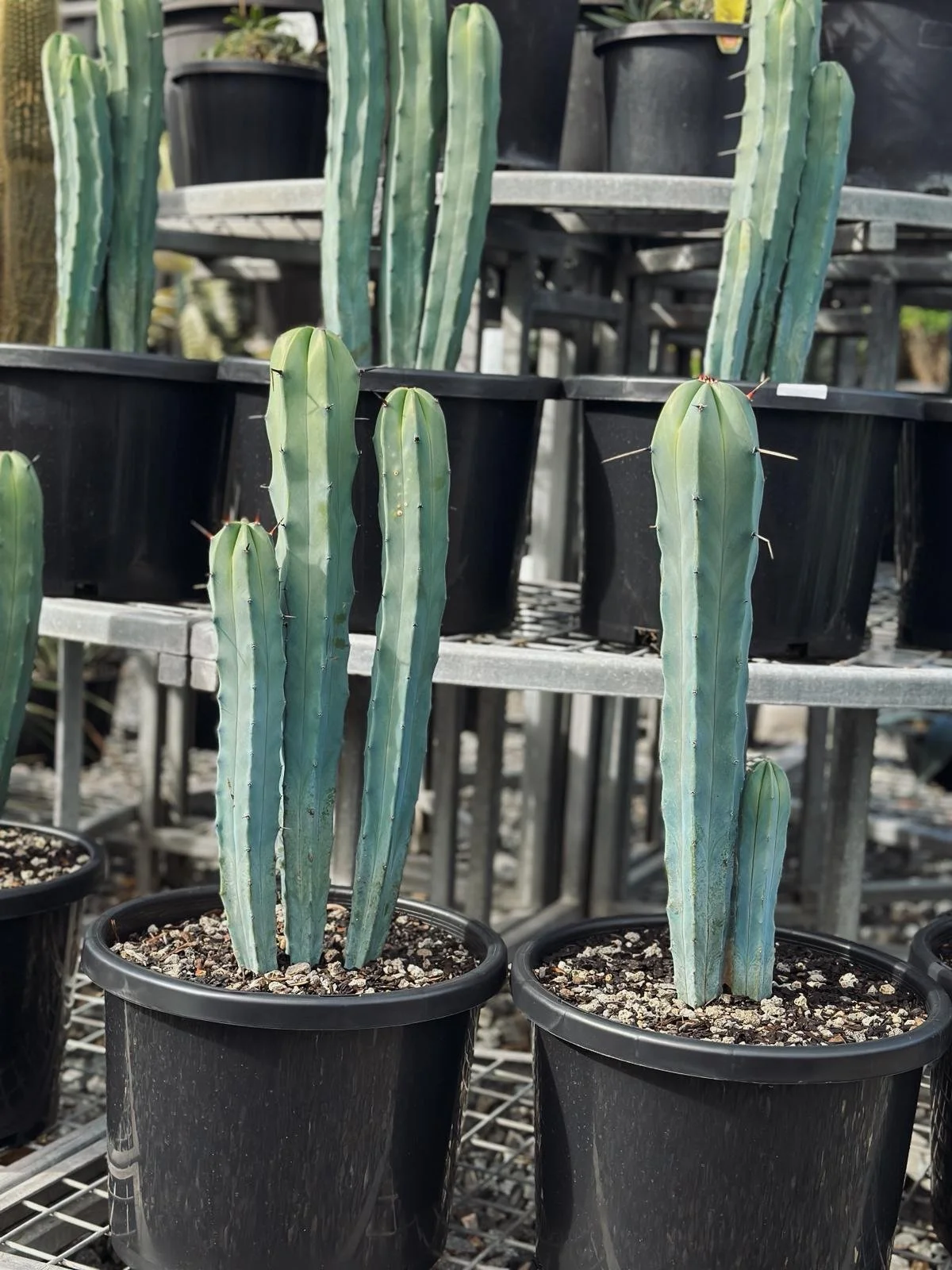 blue_candle_cactus_vision_sydney.jpeg