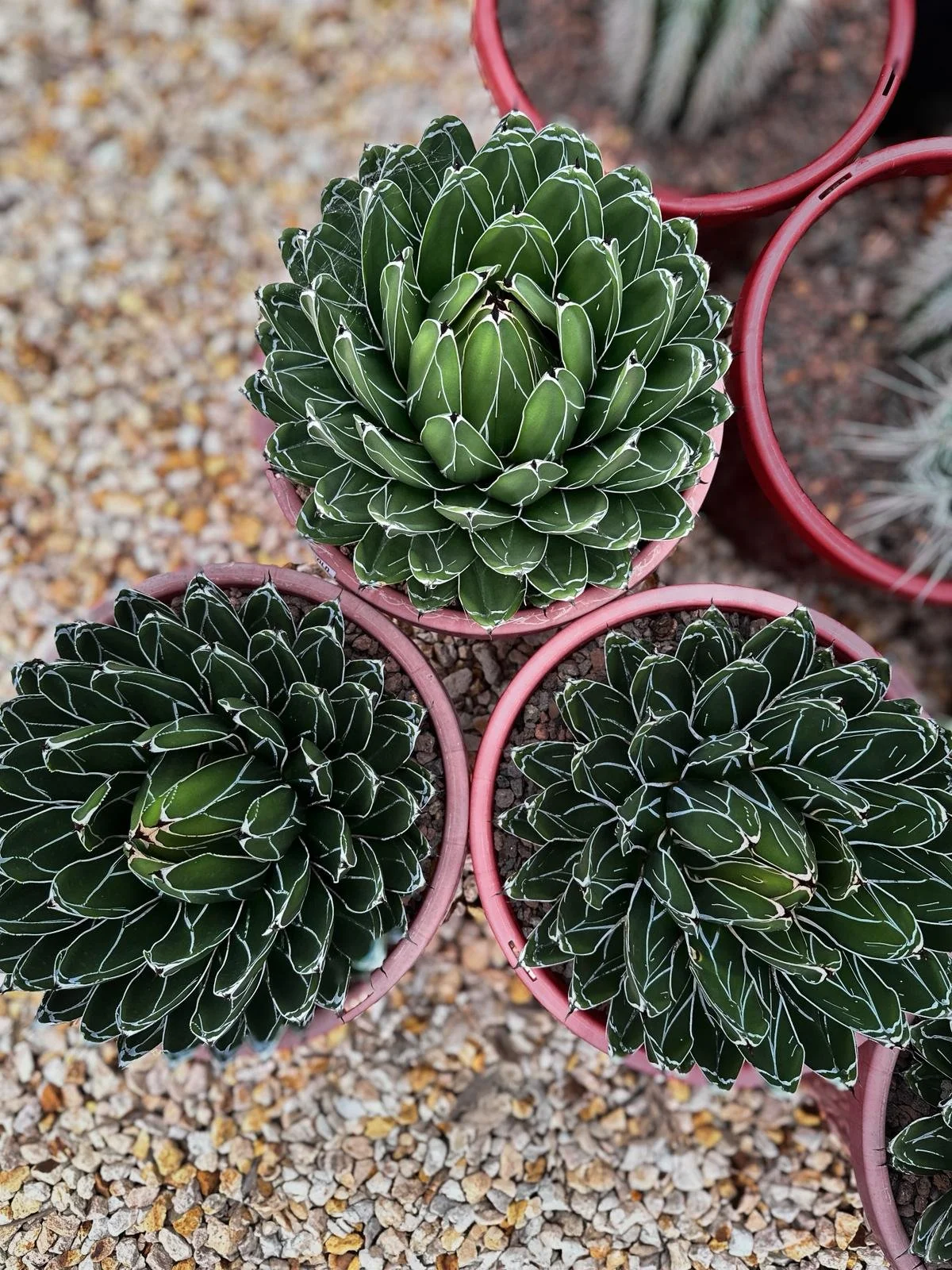 AGAVE_QUEEN VIC.jpeg