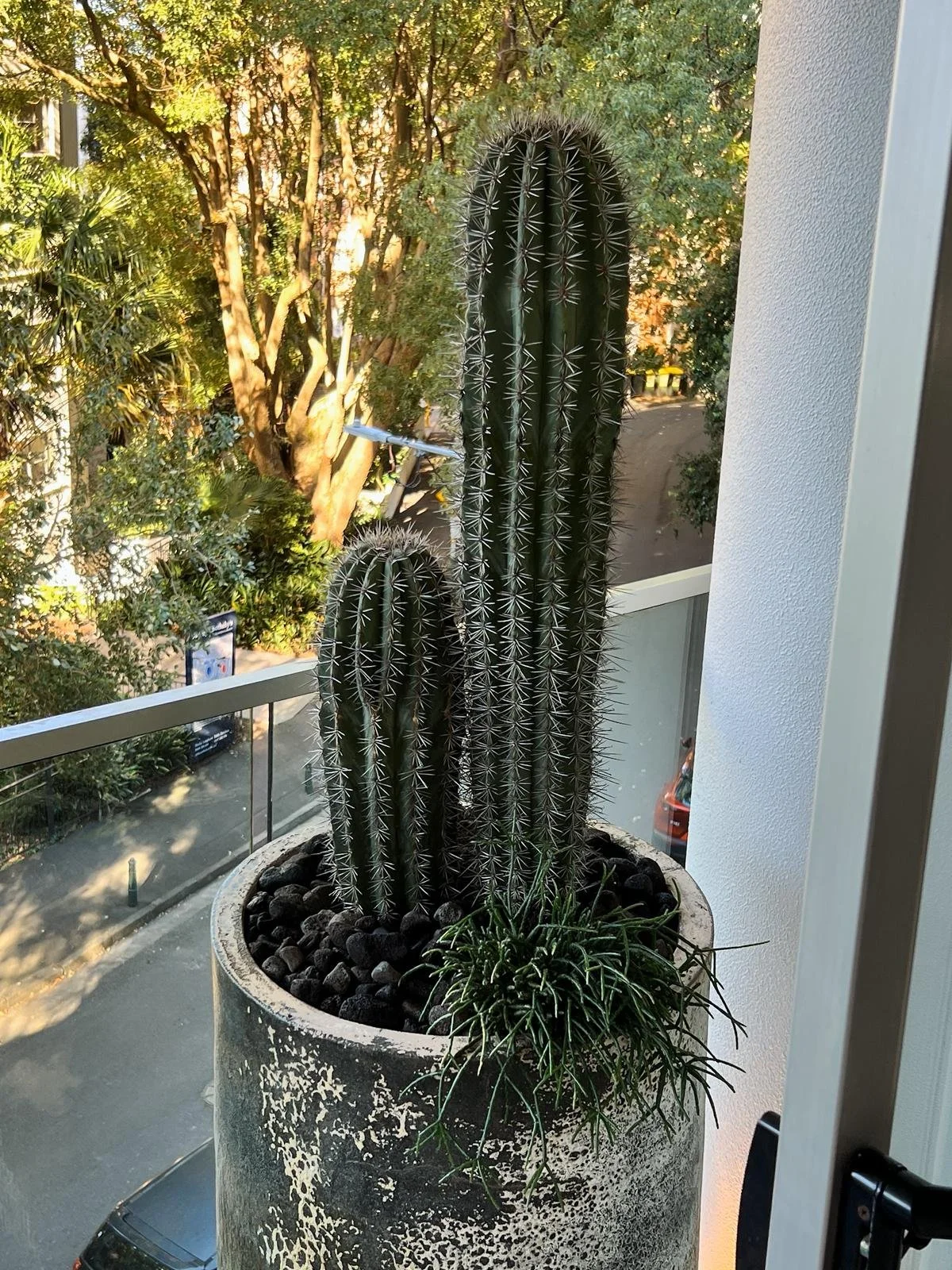 pachycereus_cactus_tall_sydney_.jpg