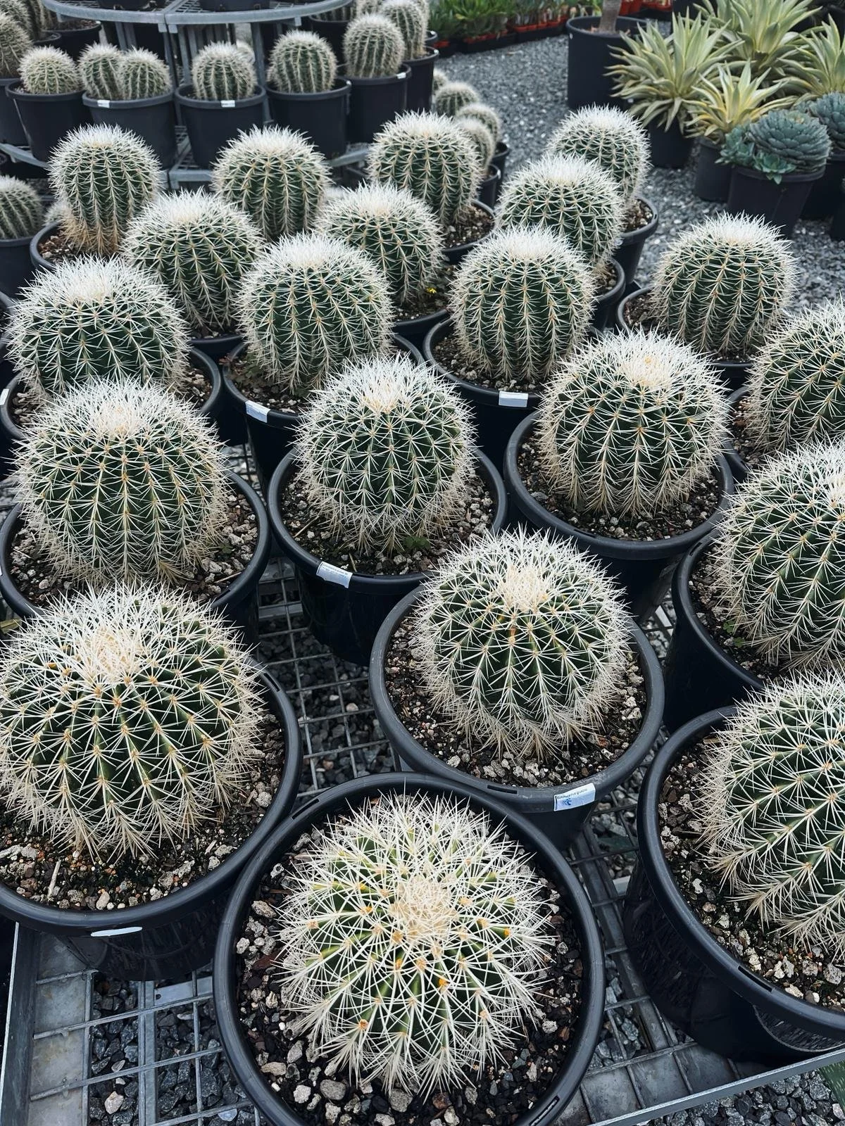 Echinocactus grusonii_WHITE_BARREL_CACTUS_.jpeg