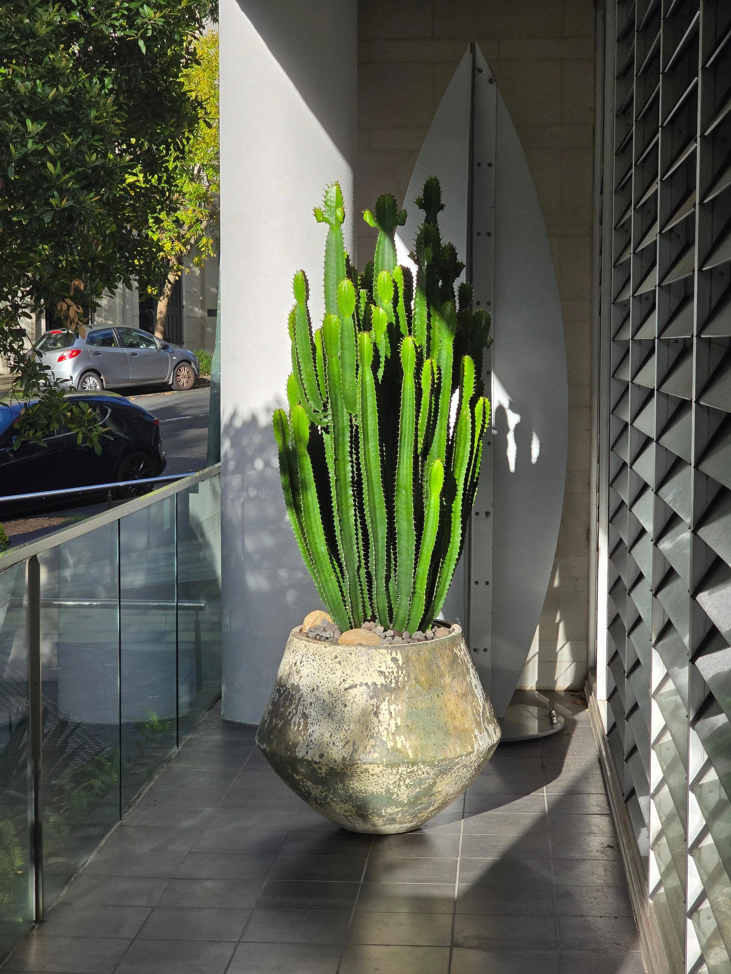 Euphorbia Cowboy