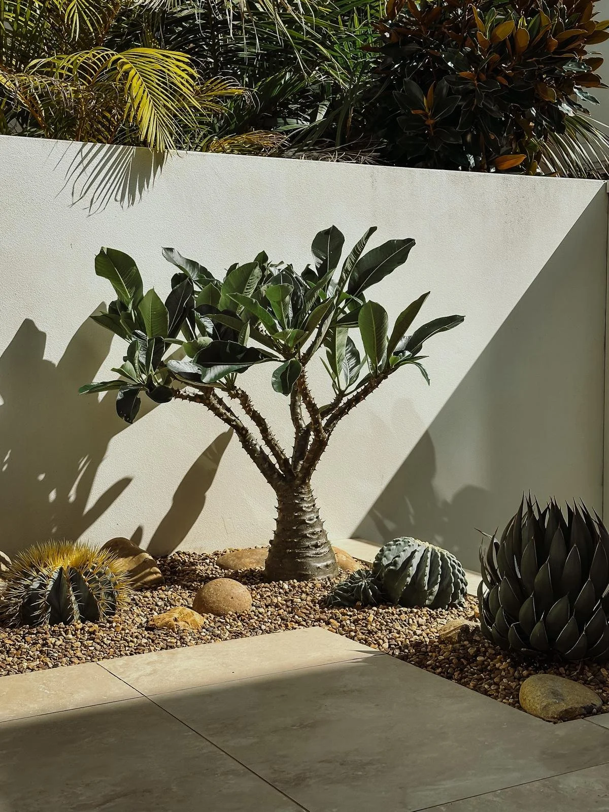 Pacypodium baronii_cactus_vision_.jpeg