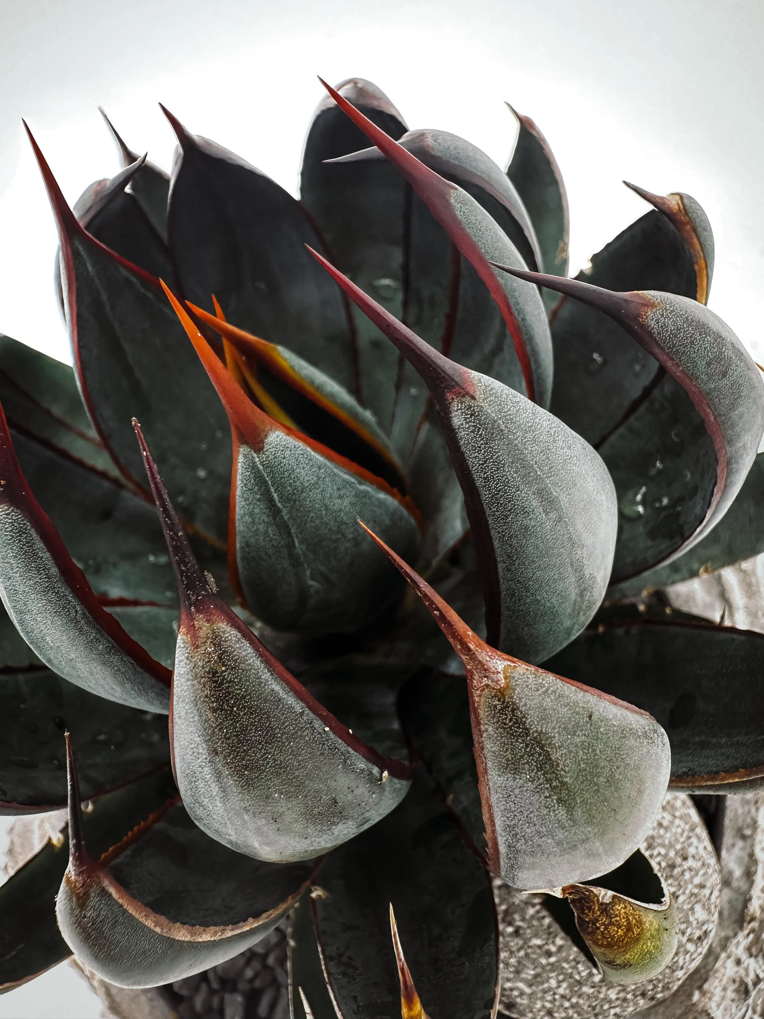 PRAYING HANDS_AGAVE_CACTUS_SYDNEY.jpeg