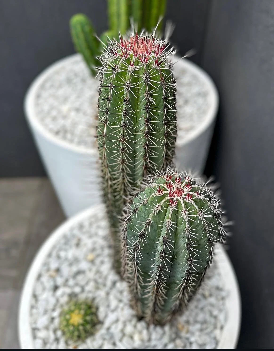 Pachycereus Pringlei  Cactus Vision