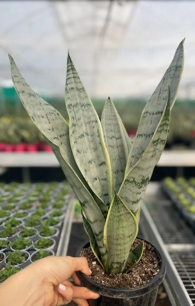 Sansevieria Snow