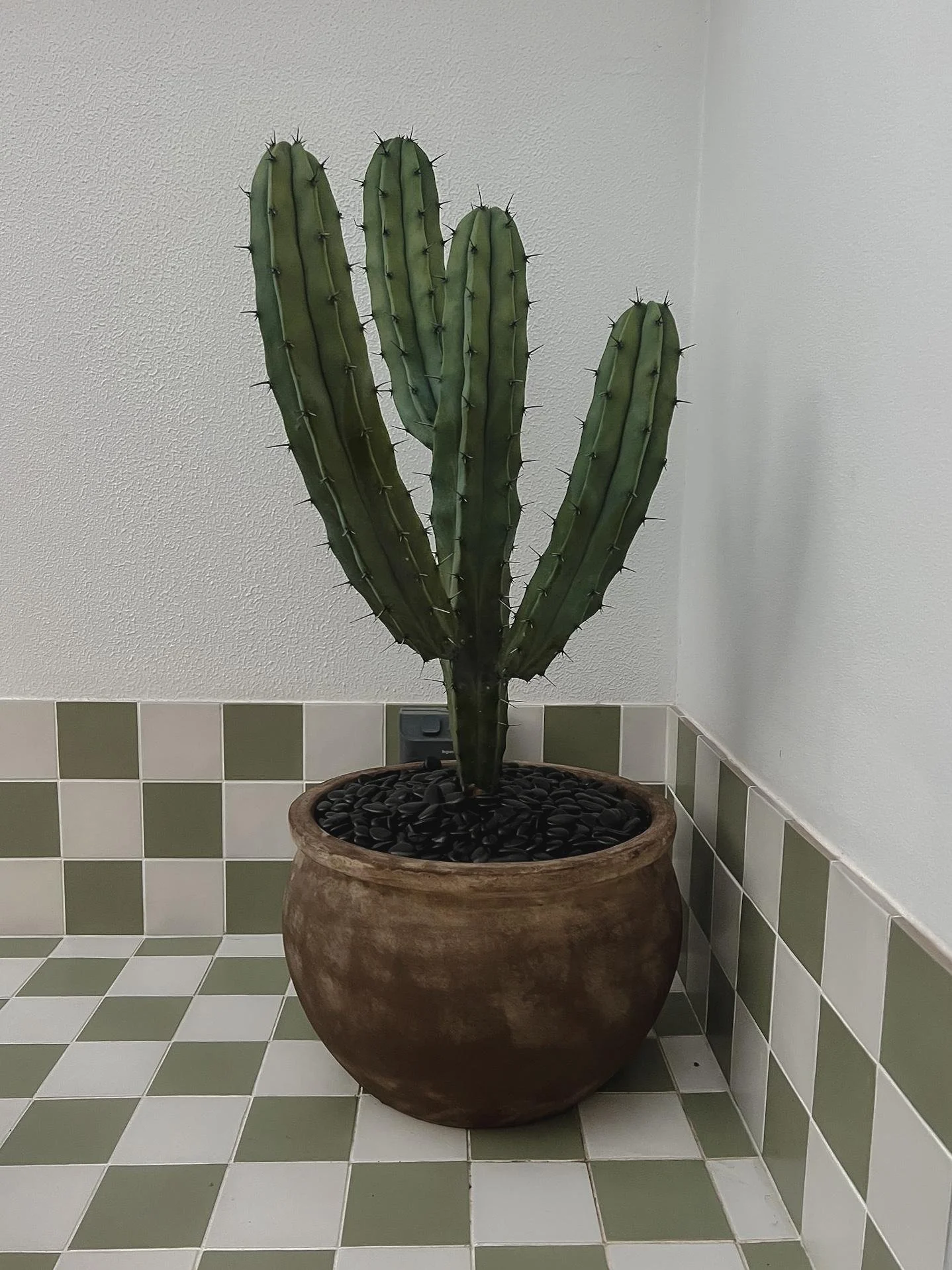 Blue Candle | Myrtillocactus geometrizans