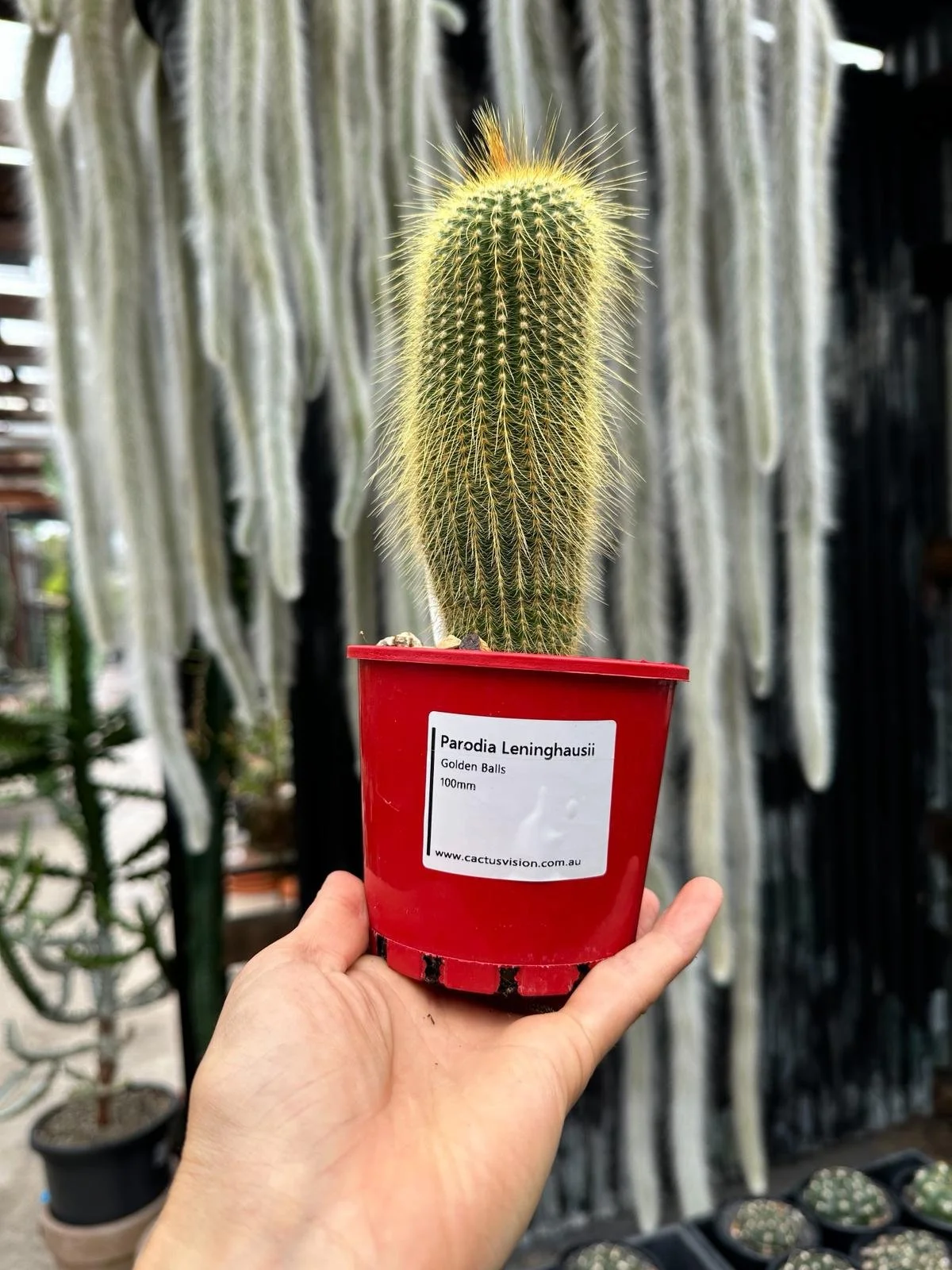 'Lemon Ball Cactus' Parodia leninghausii