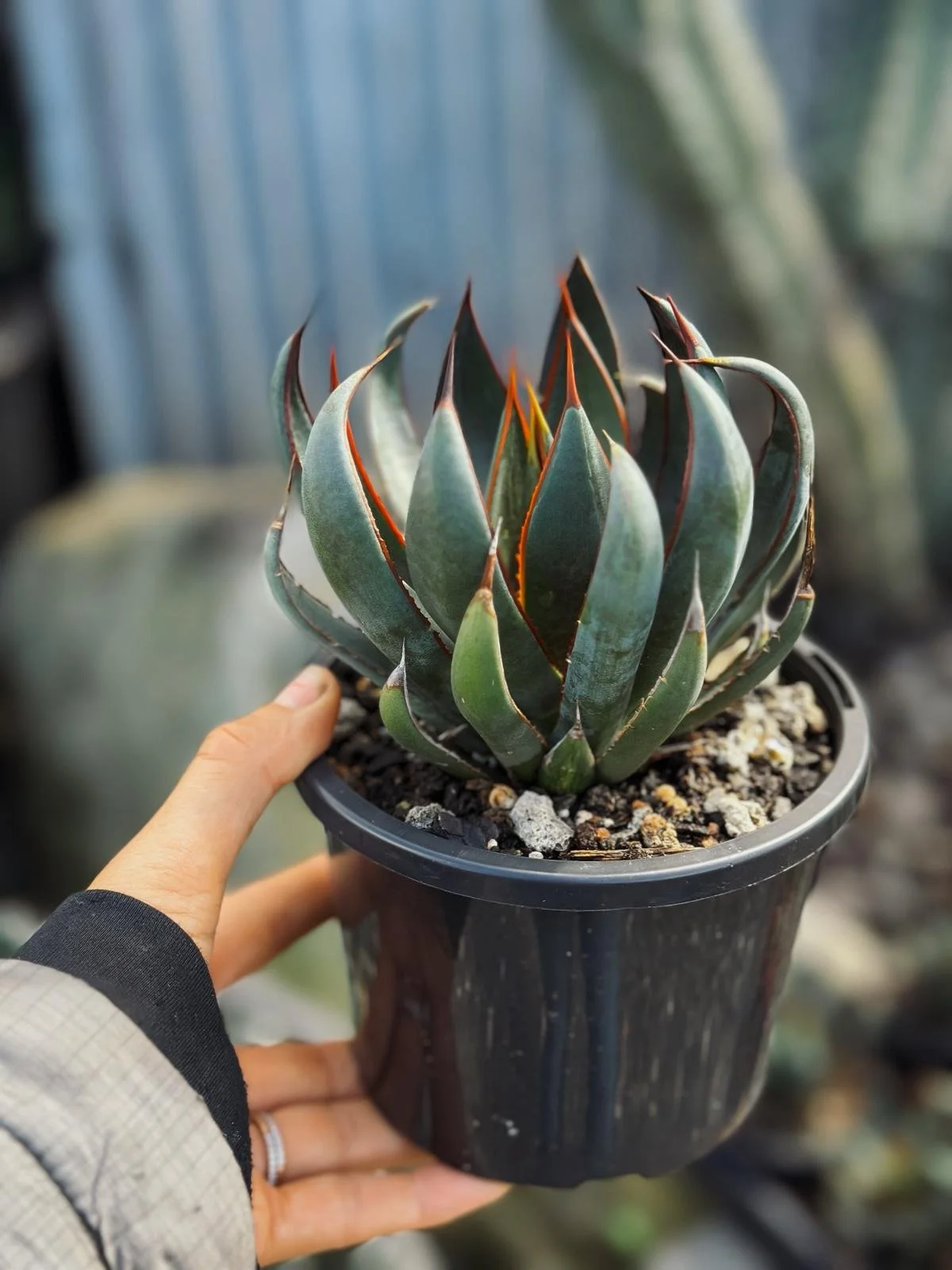cactus_garden_sydney_praying_hands__.jpeg