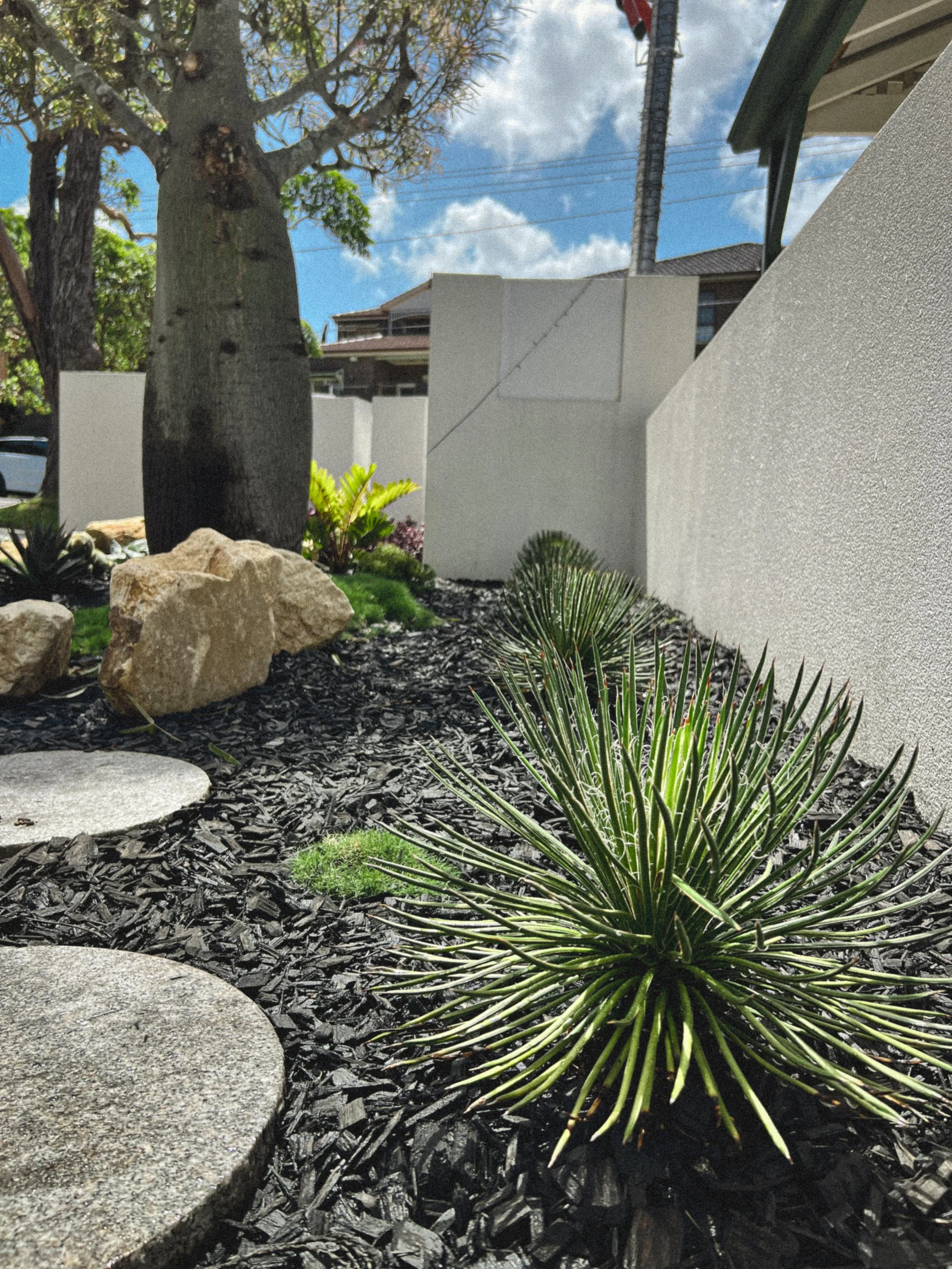 Twin Flowered Agave_AGAVE.jpeg