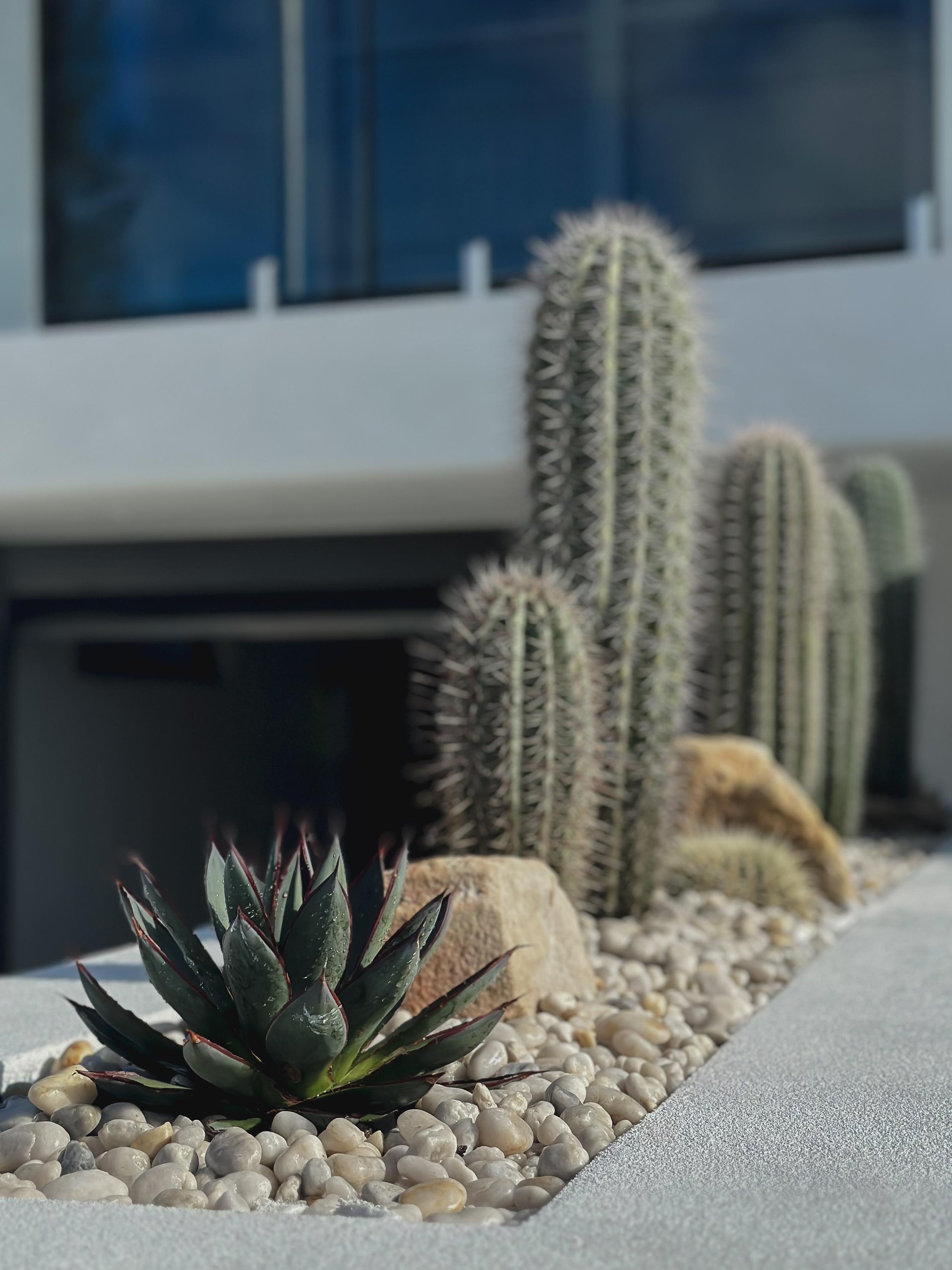 CACTUS_GARDEN_SYDNEY.jpeg