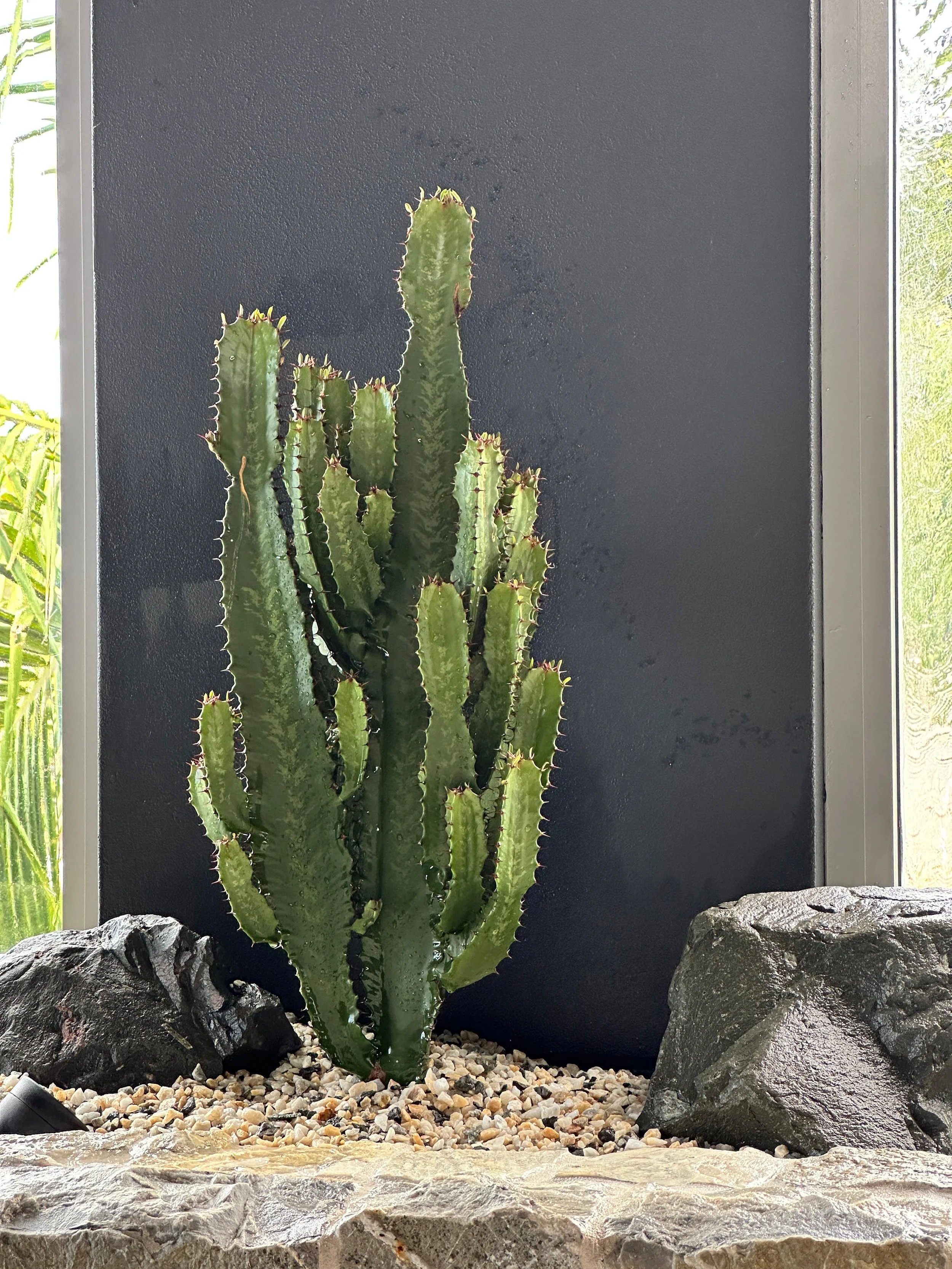 cowboy_cactus_green.jpeg