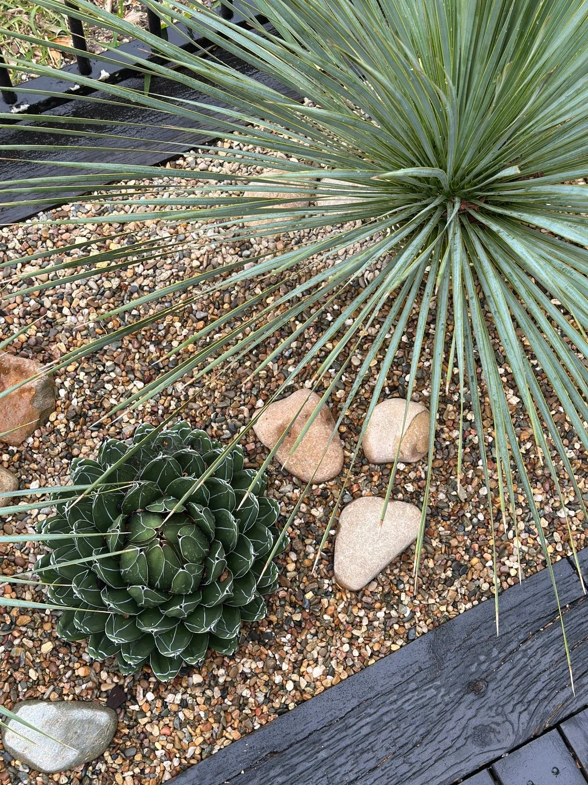 AGAVE_QUEEN_VIC.jpeg