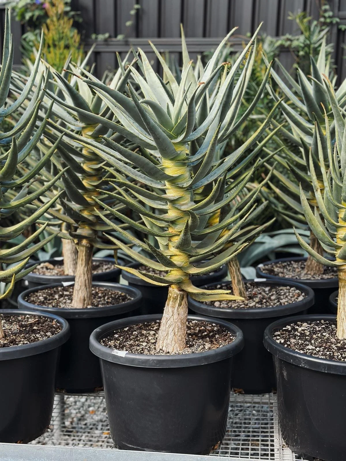 Aloe dichotoma 'Quiver Tree Aloe'