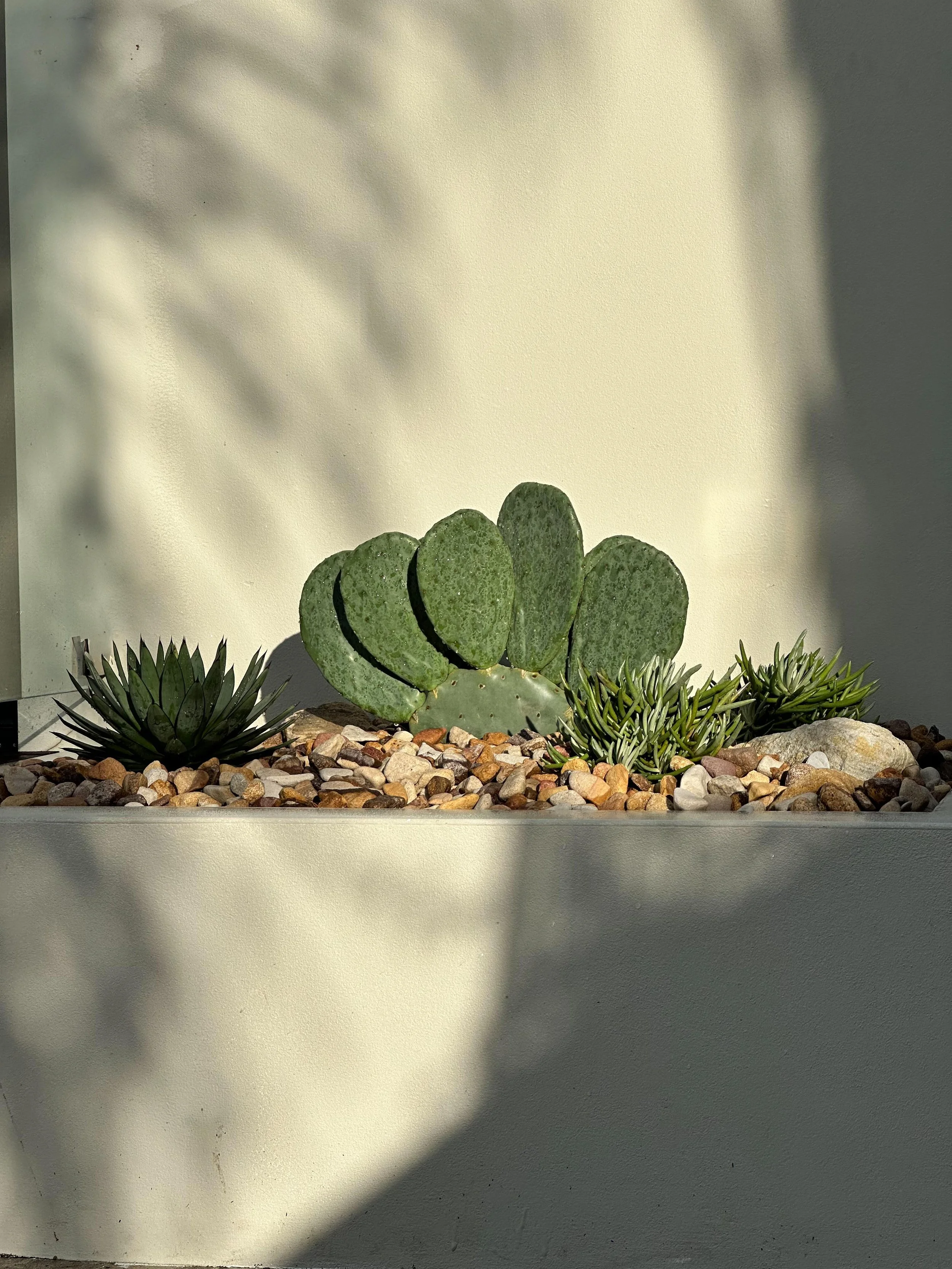 PRICKLY_PEAR_CACTUS_VISION.jpeg