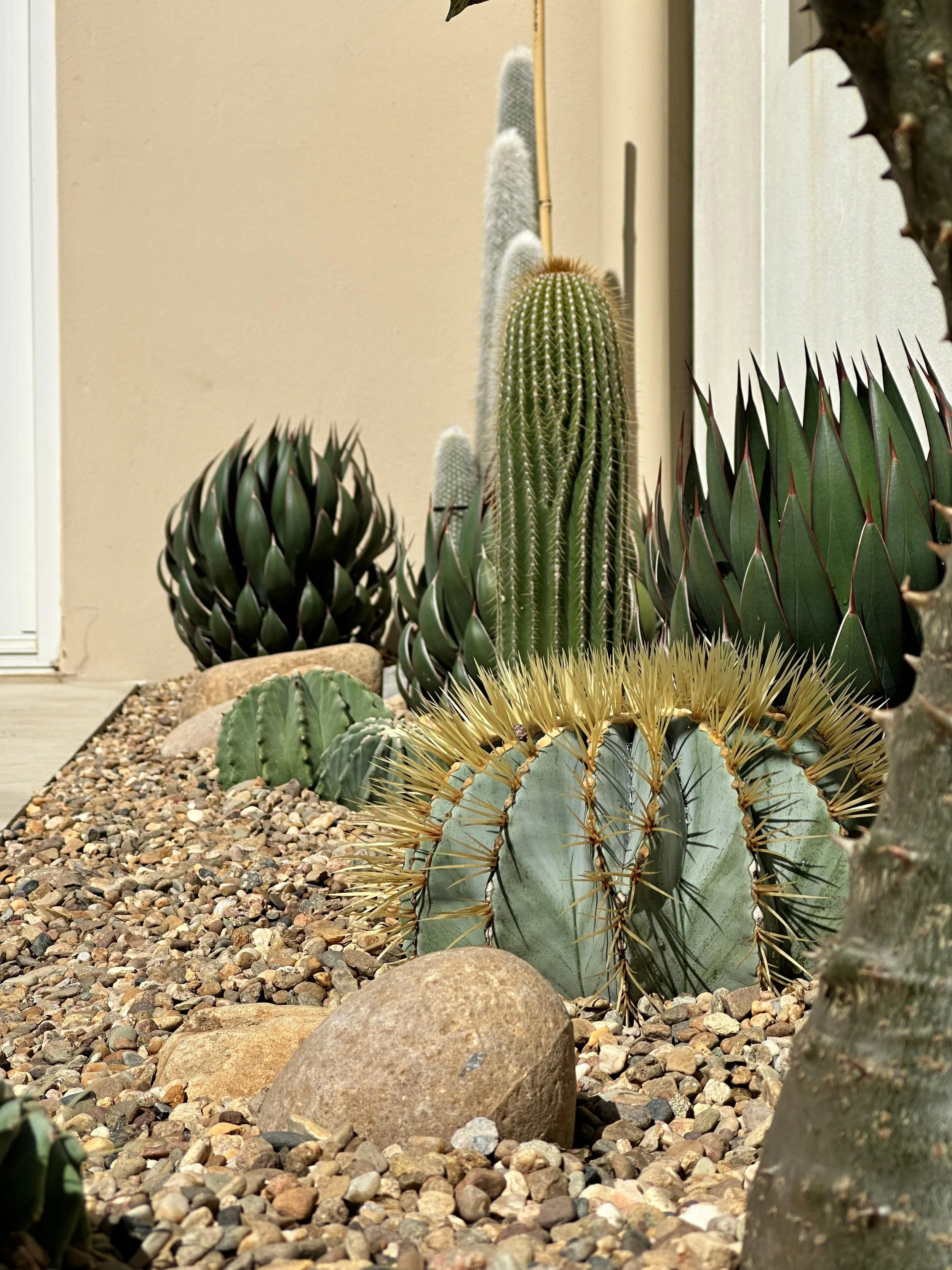 CACTUS_GARDEN_CACTUS_VISION.jpeg
