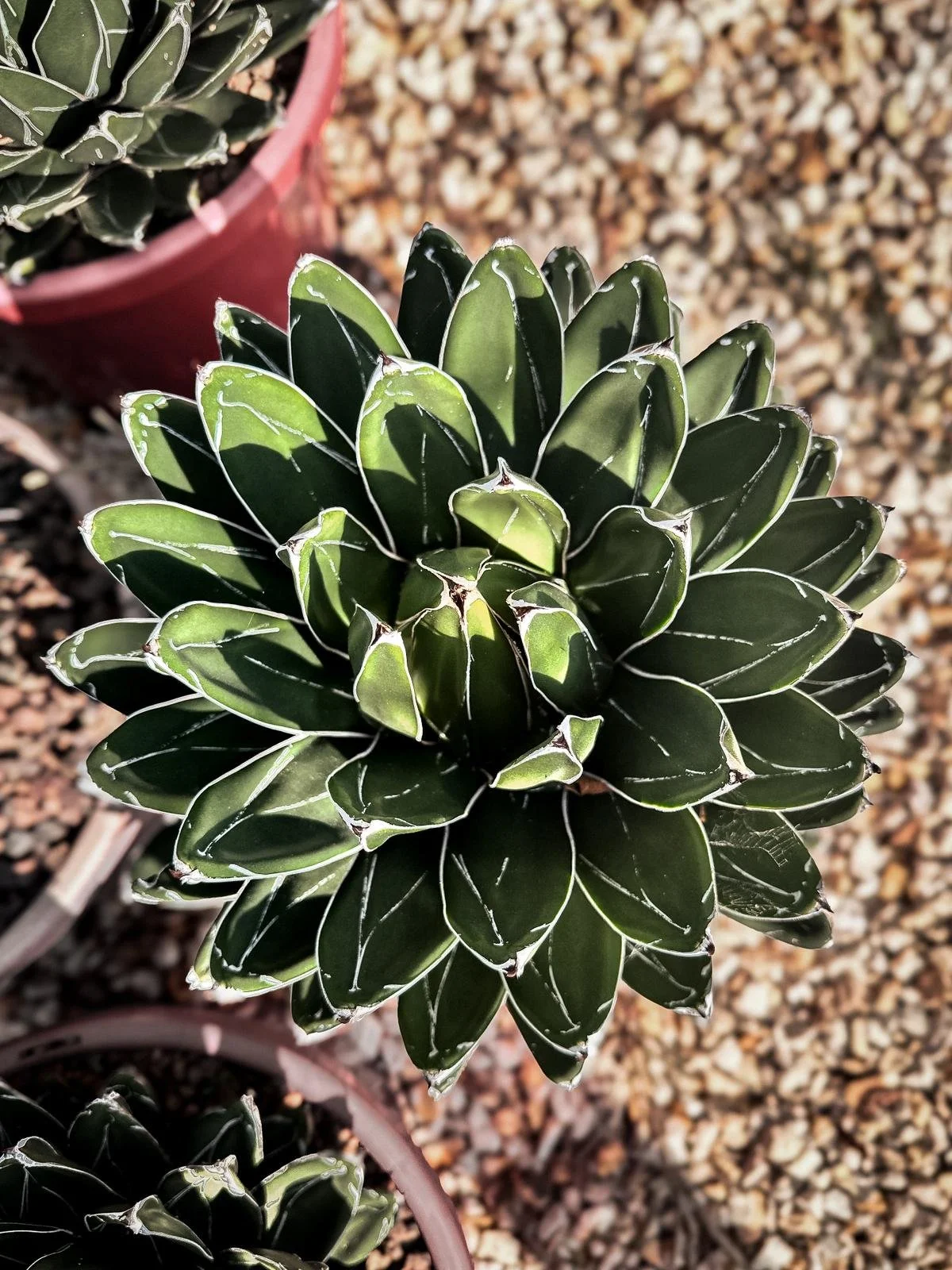 AGAVE_QV.jpeg