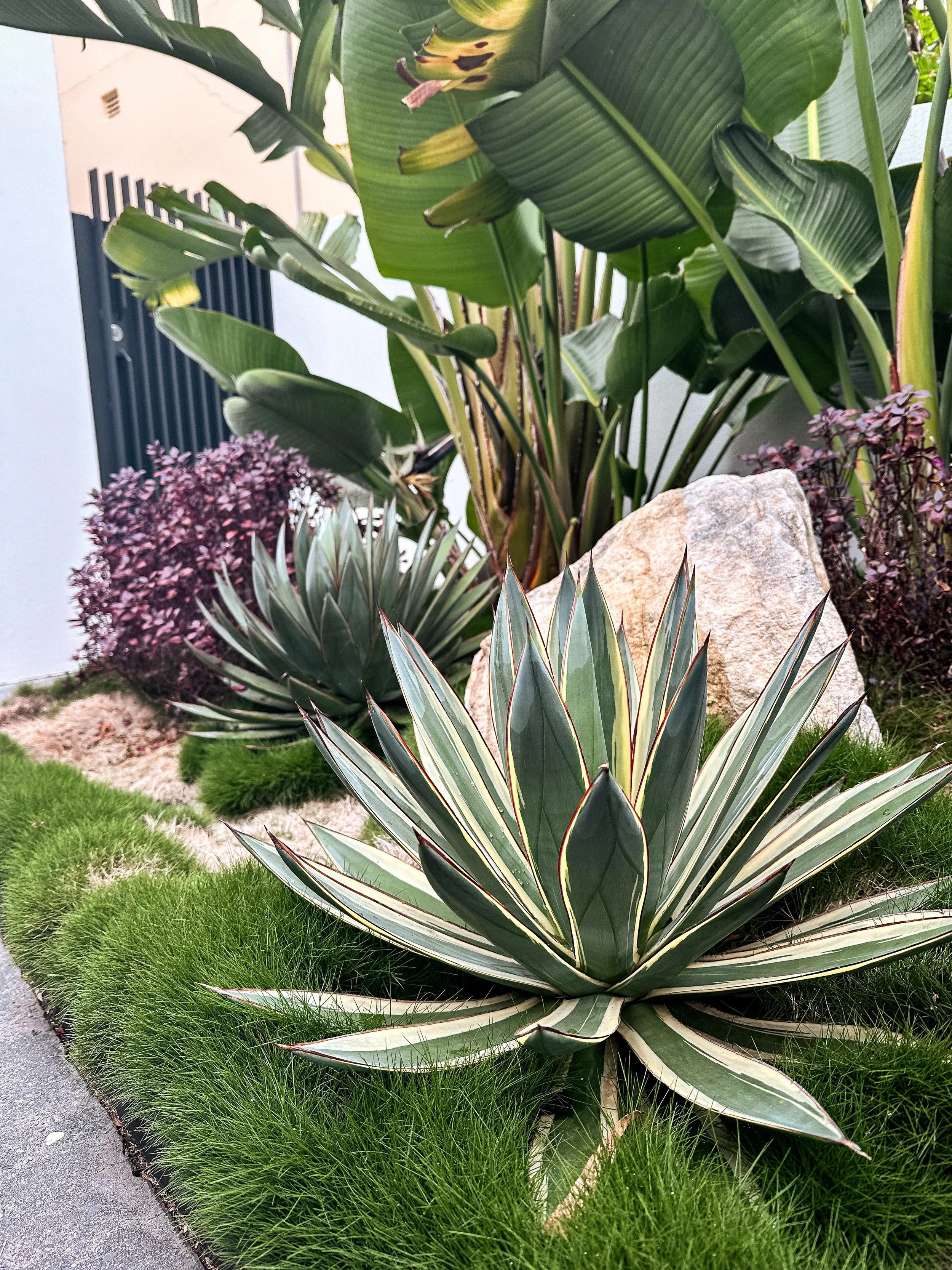 agave_snow_glow_sydney.jpeg