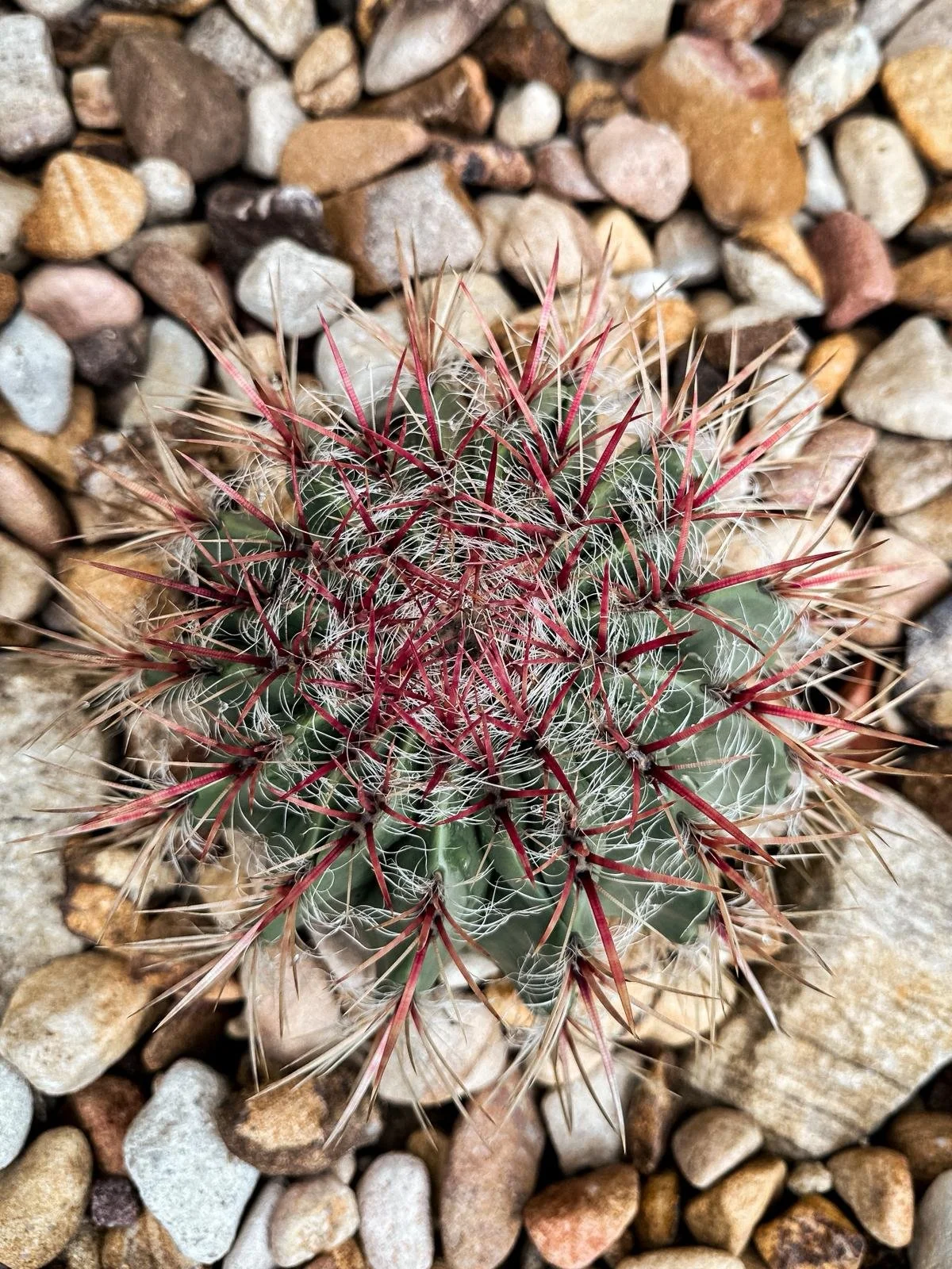 Ferocactus_stainesii var. pilosus.jpeg