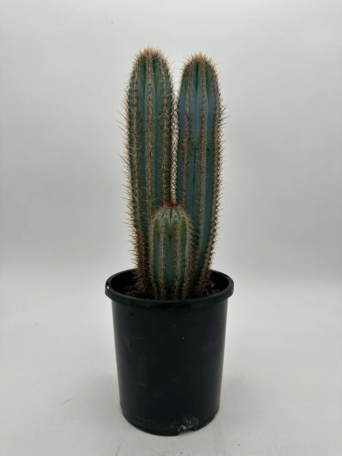 'Blue Torch' Cactus (Pilocereus strausii)