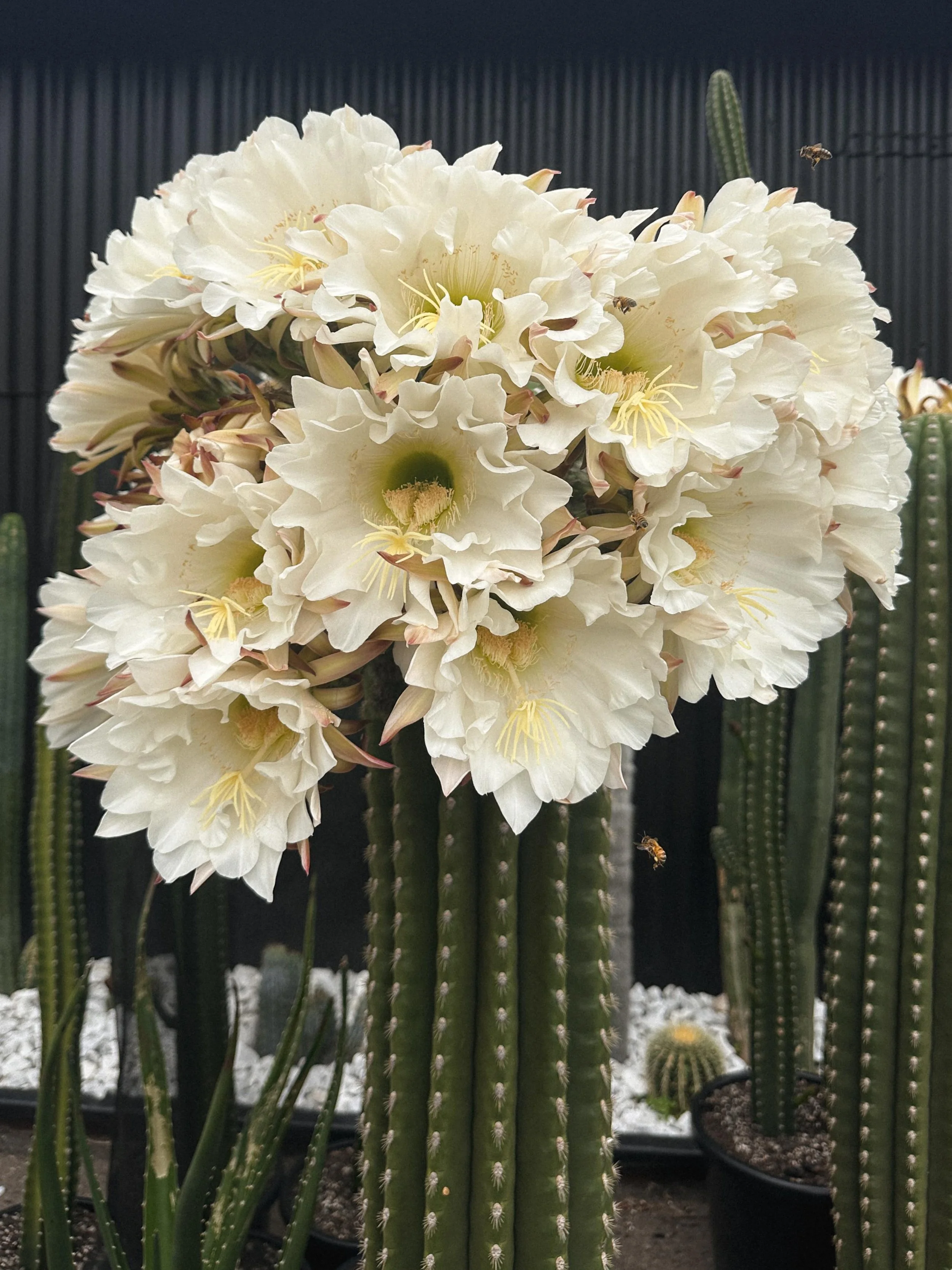 SASS_FLOWER_CACTUS_SYDNEY.jpeg