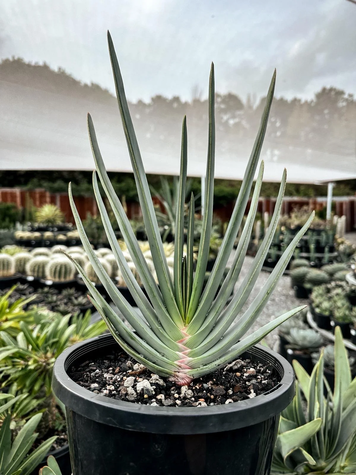 Fan Aloe