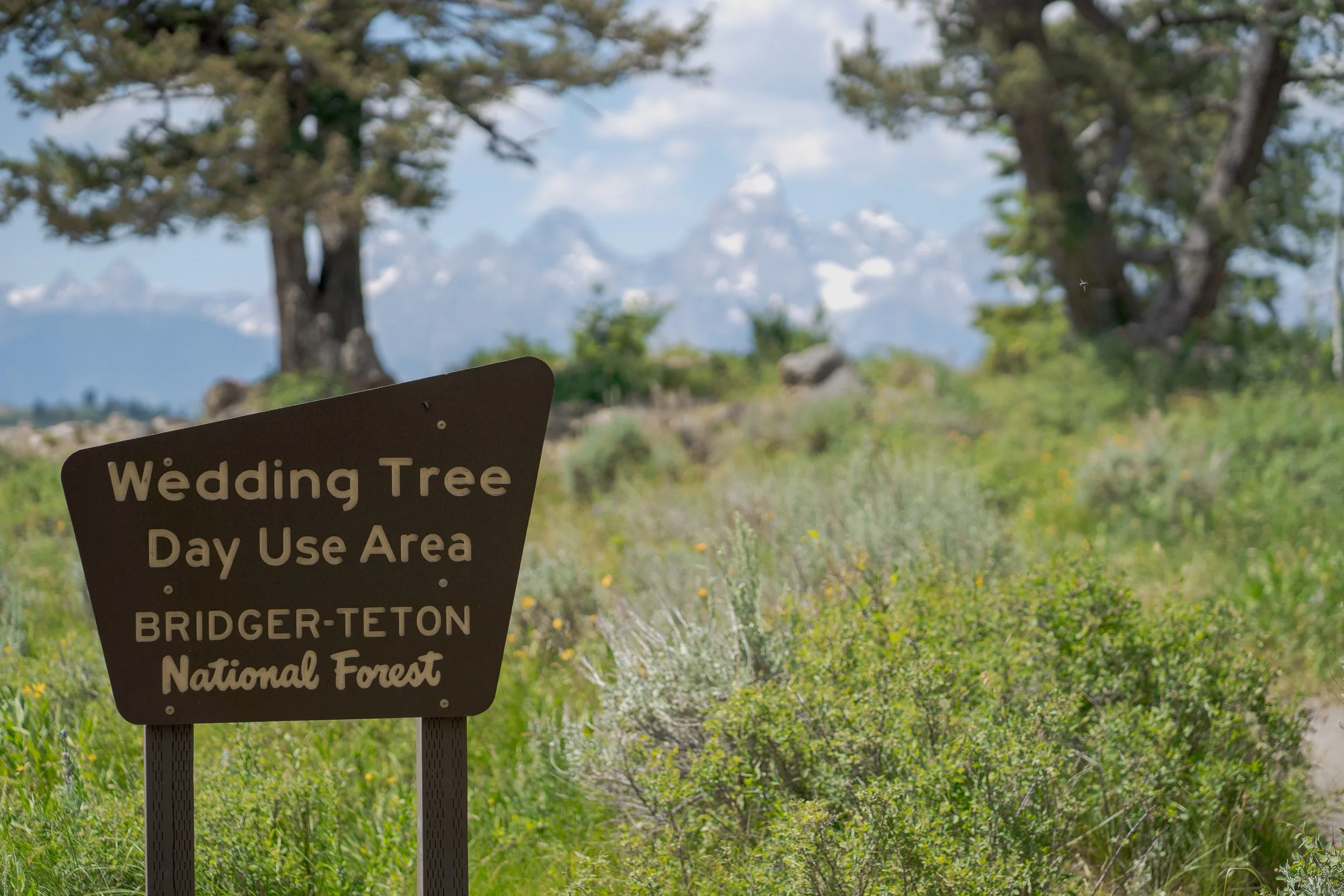 Sign in a grassy area indicating 'Wedding Tree Day Use Area, Bridger-Teton National Forest' with trees and mountains in the background.