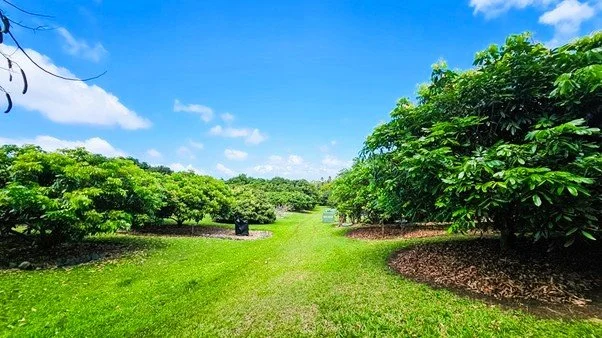 Manea Nui plantation sections B.jpg