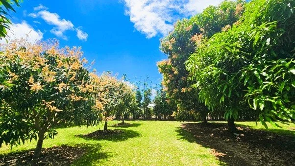 Manea Nui plantation sections A.jpg