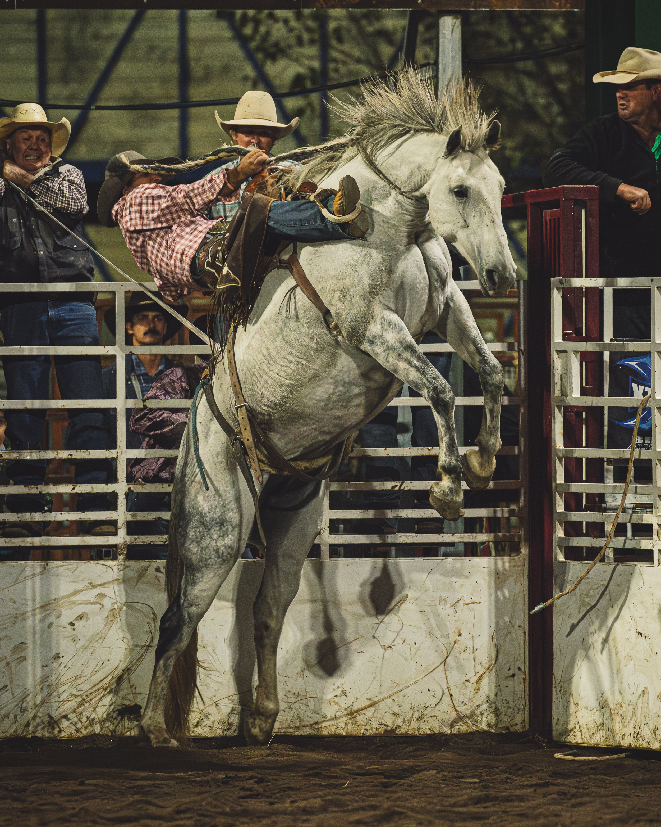 LT9_9356-Enhanced-NR.jpg
