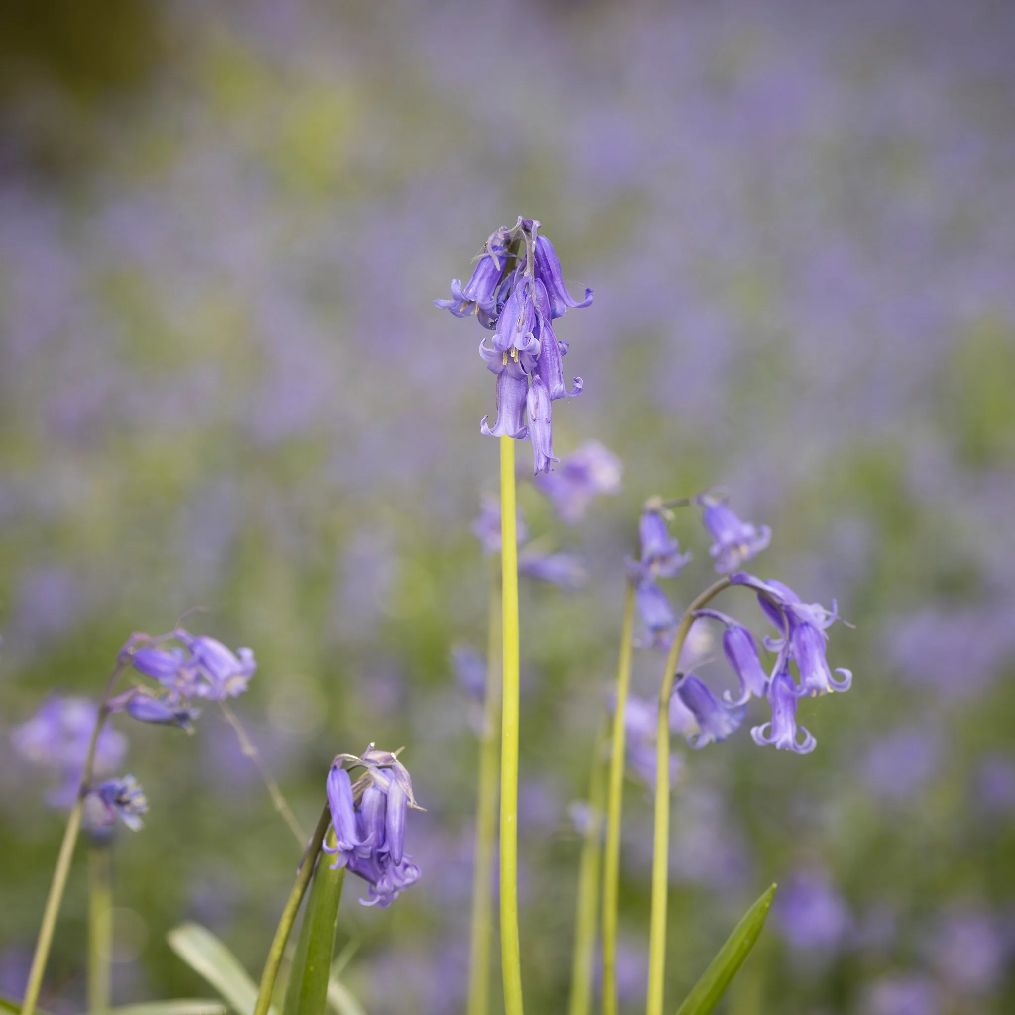 The Chaos of the Floor: Re-thinking the Bluebell Woodland