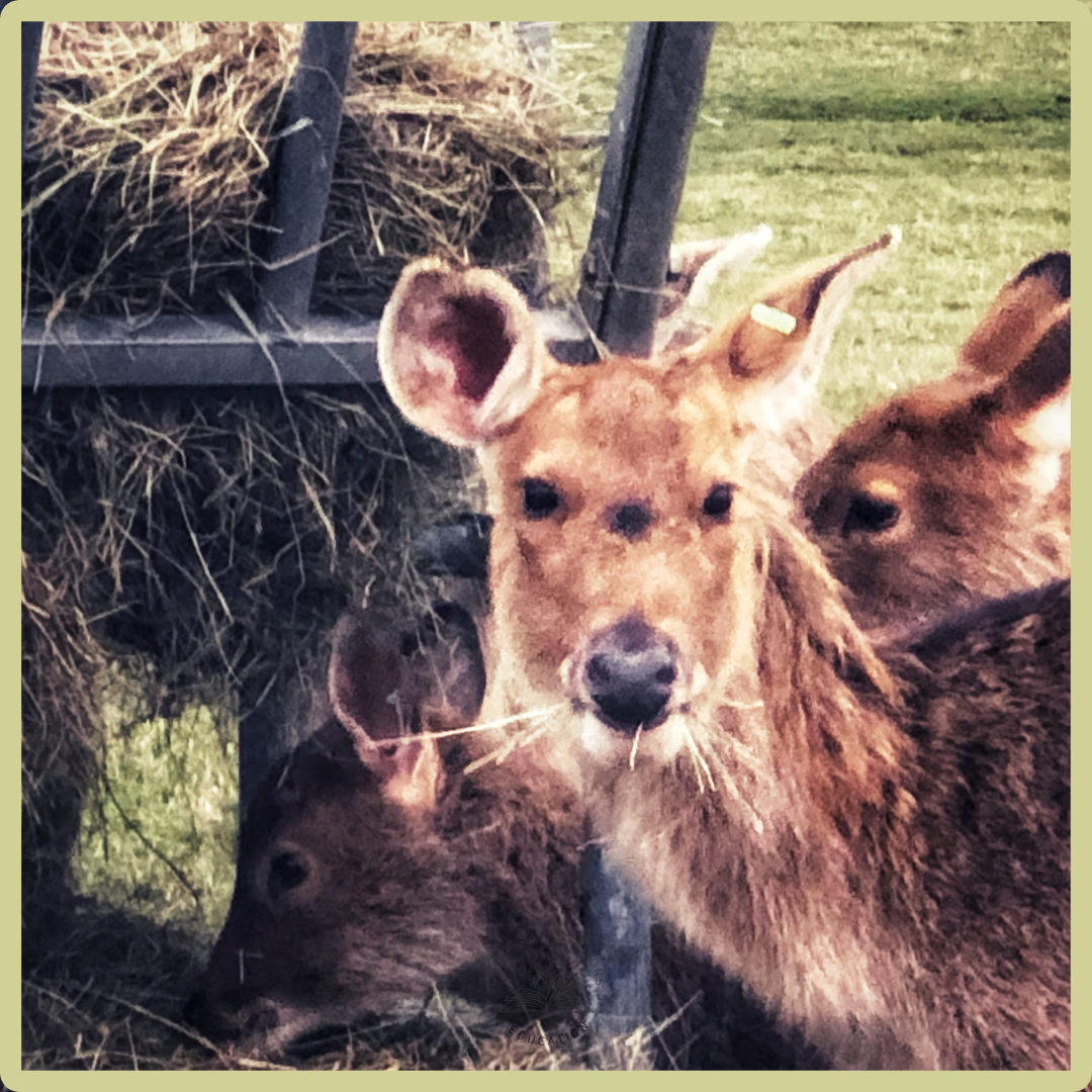 Manger – from Latin chewing to English crib