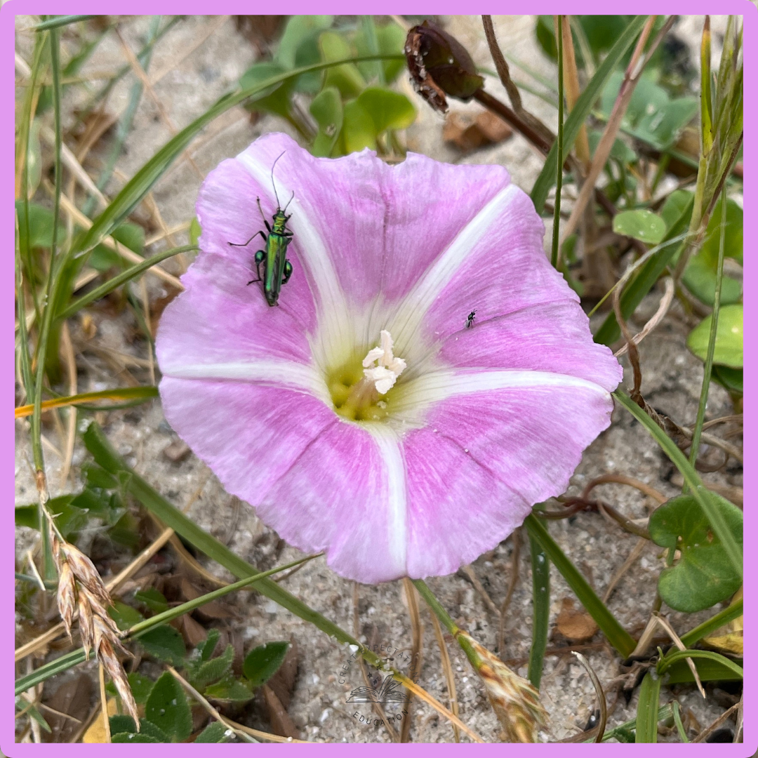 Glory: a word shaped by light and voice