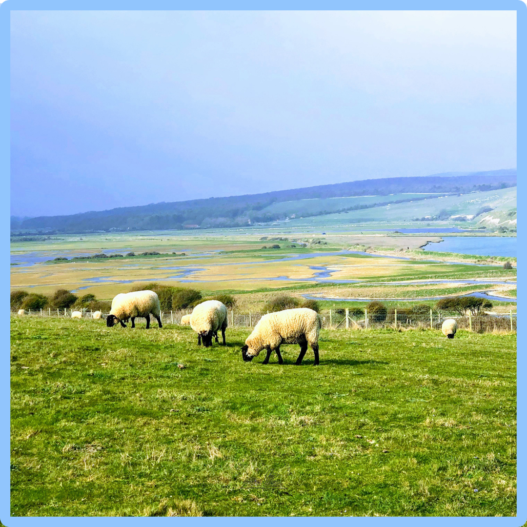 Shepherd – a word shaped by flocks and centuries