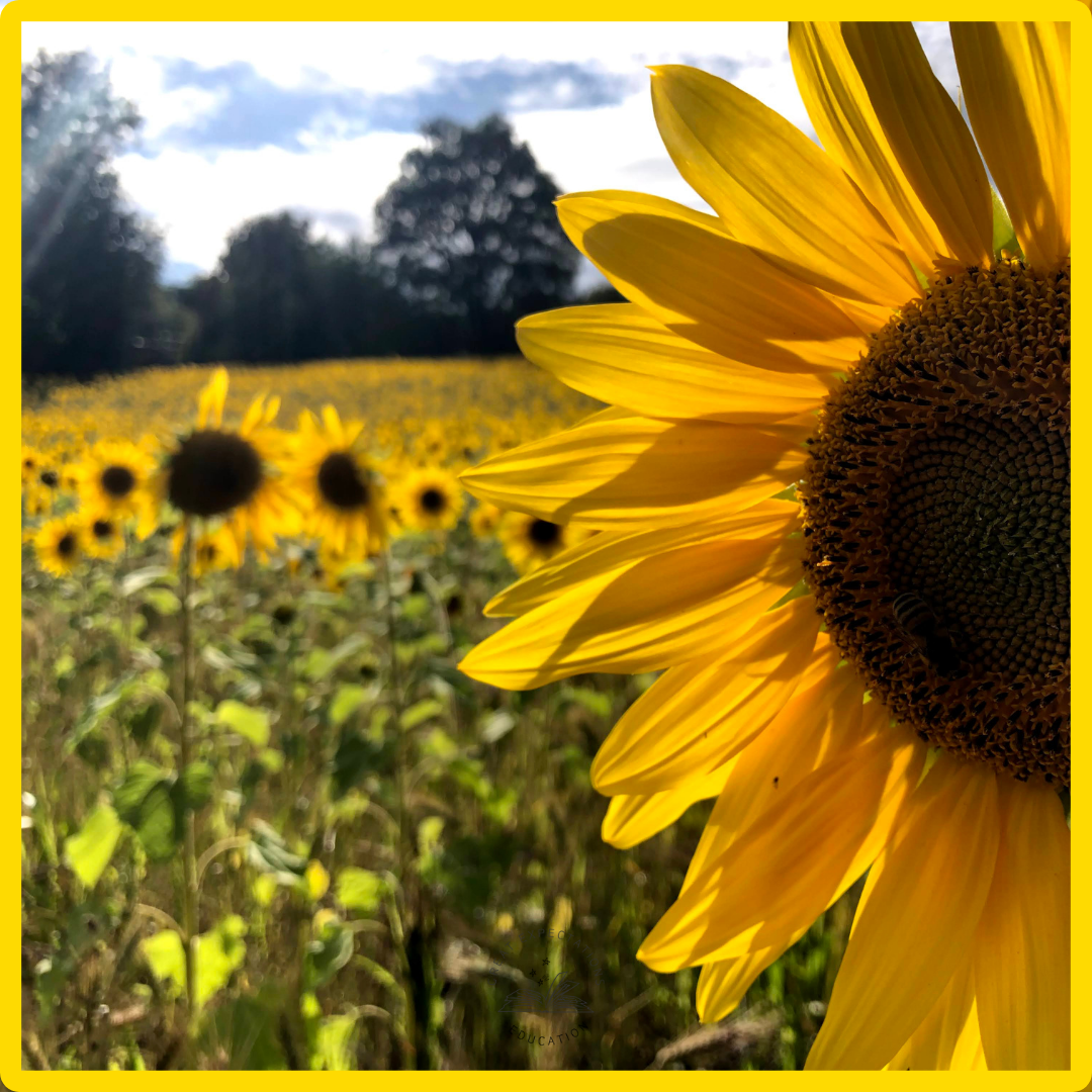 Praise: words that shine with worth