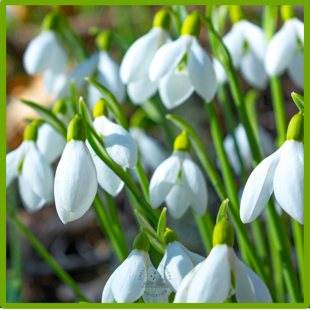 Snowdrop: a word that falls through winter